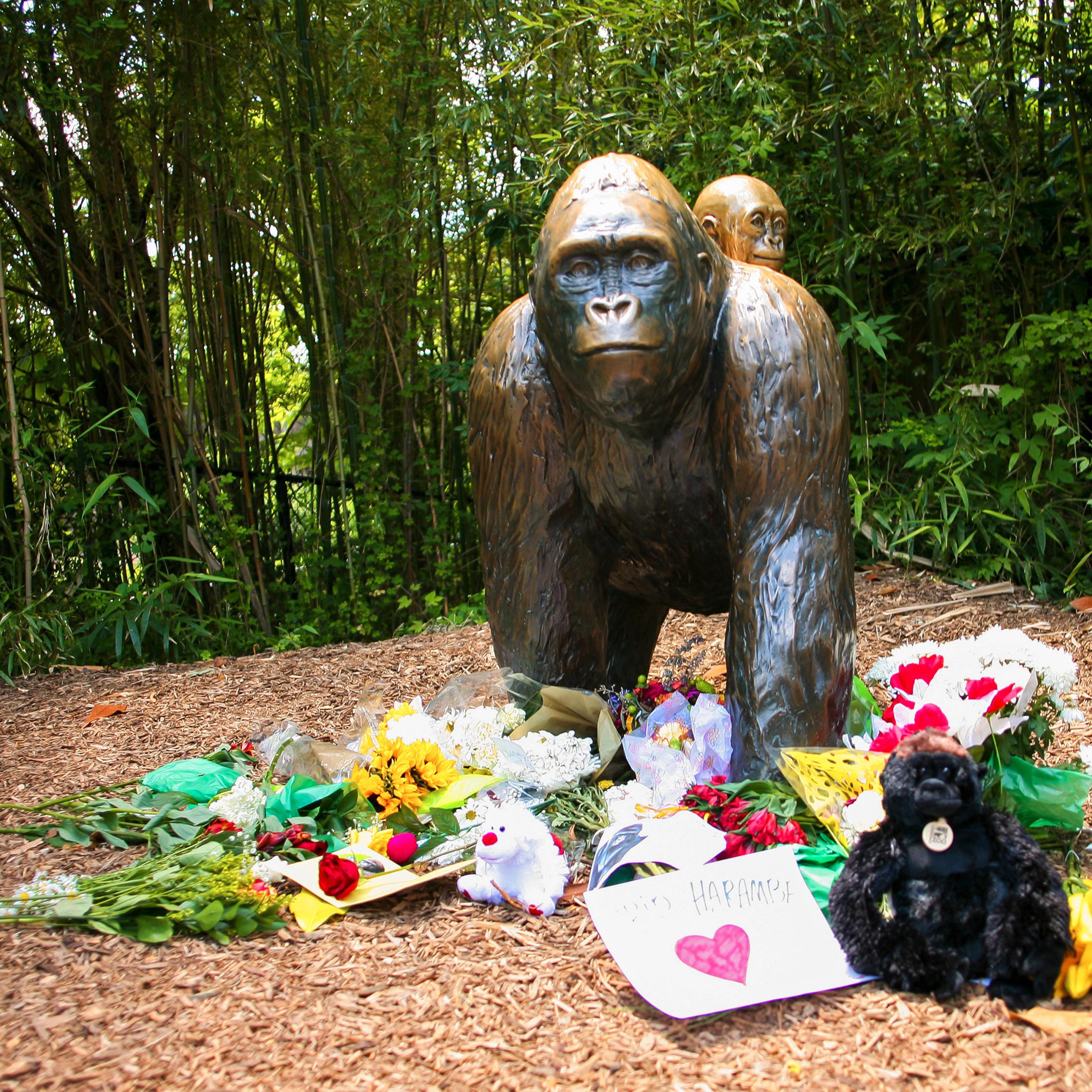 Flowers were laid in an impromptu memorial to the gorilla Harambe at the Cincinnati Zoo