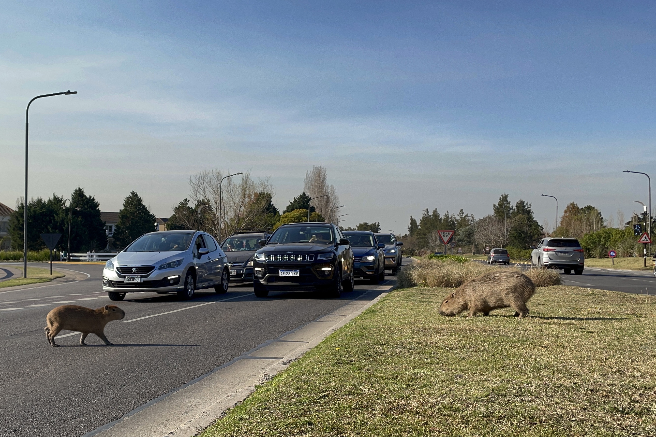 Why Capybaras 'Invaded' a Rich Gated Community in Argentina