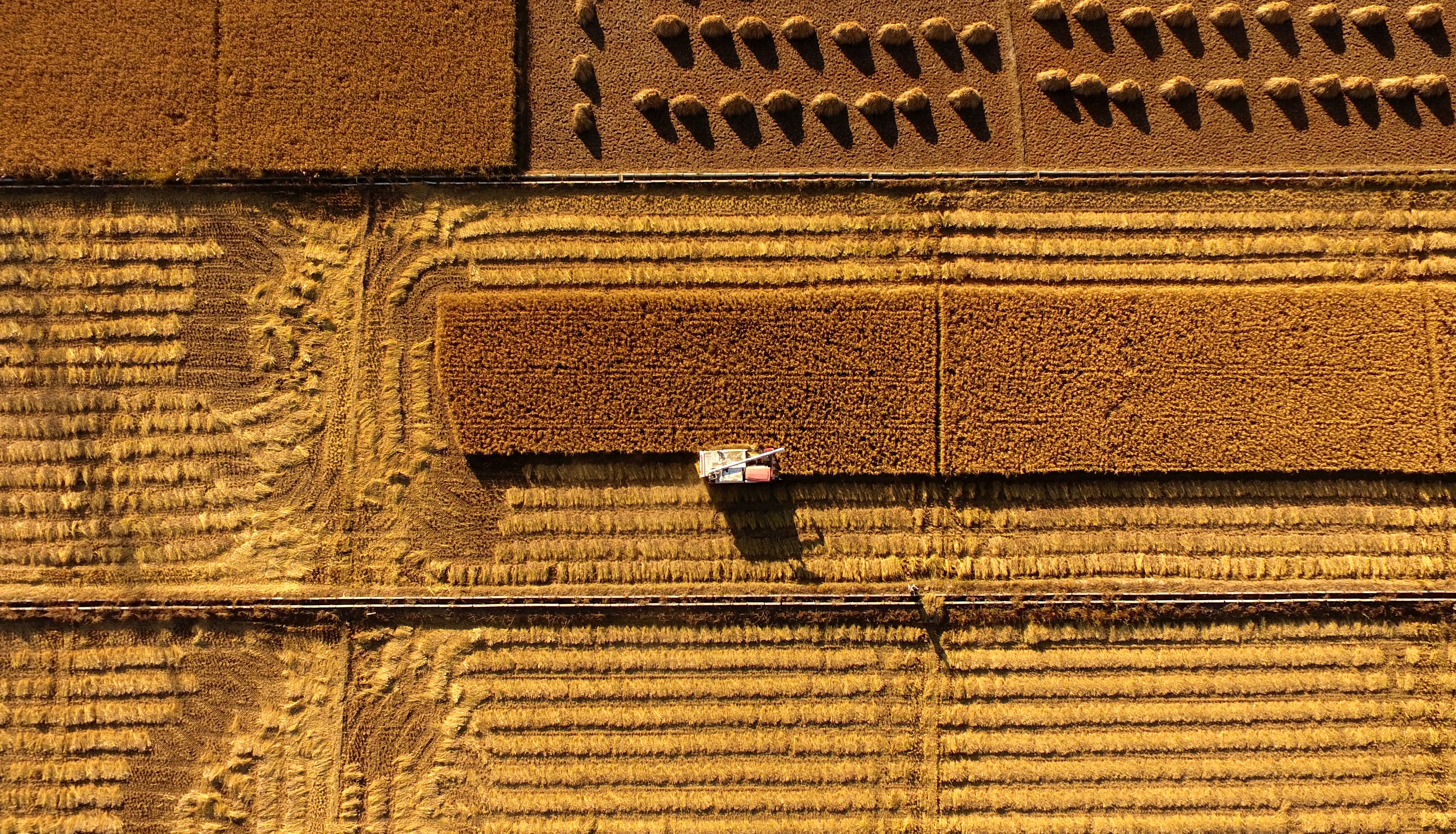 Rice Harvest In Dalian