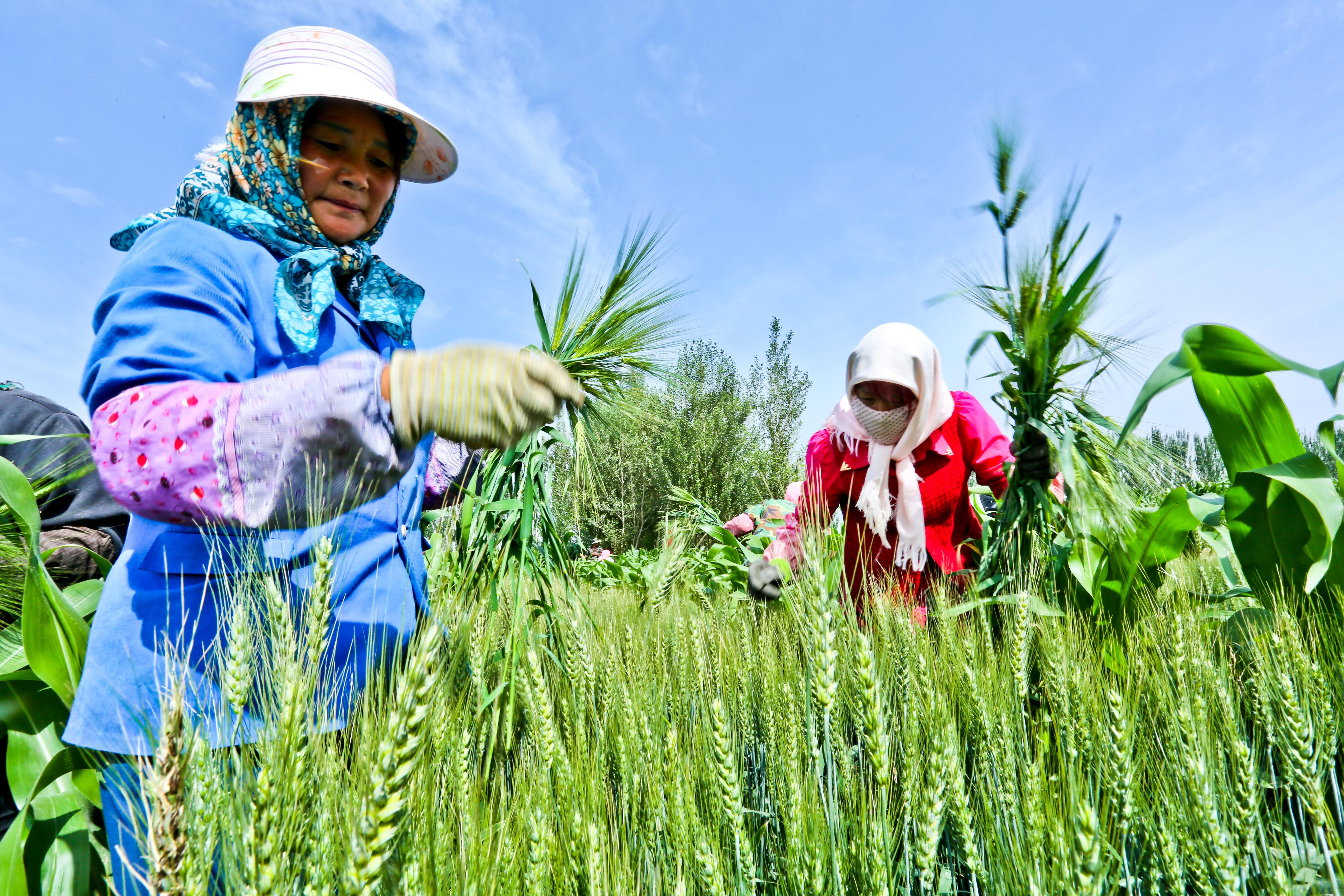 #CHINA-SUMMER SOLSTICE-AGRICULTURE (CN)