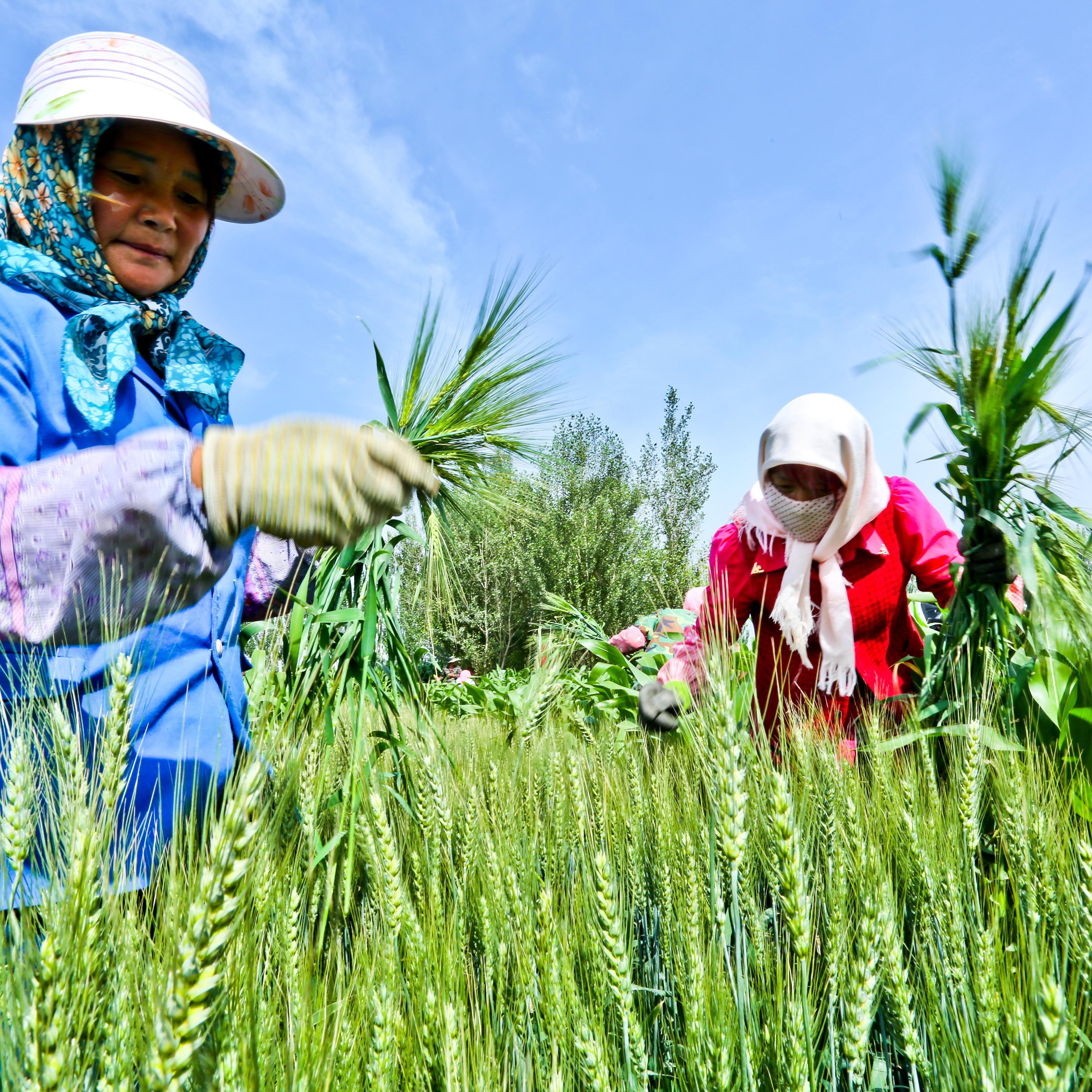 #CHINA-SUMMER SOLSTICE-AGRICULTURE (CN)