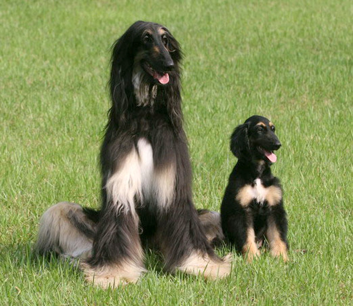 Scientists Announce World's First Cloned Dog