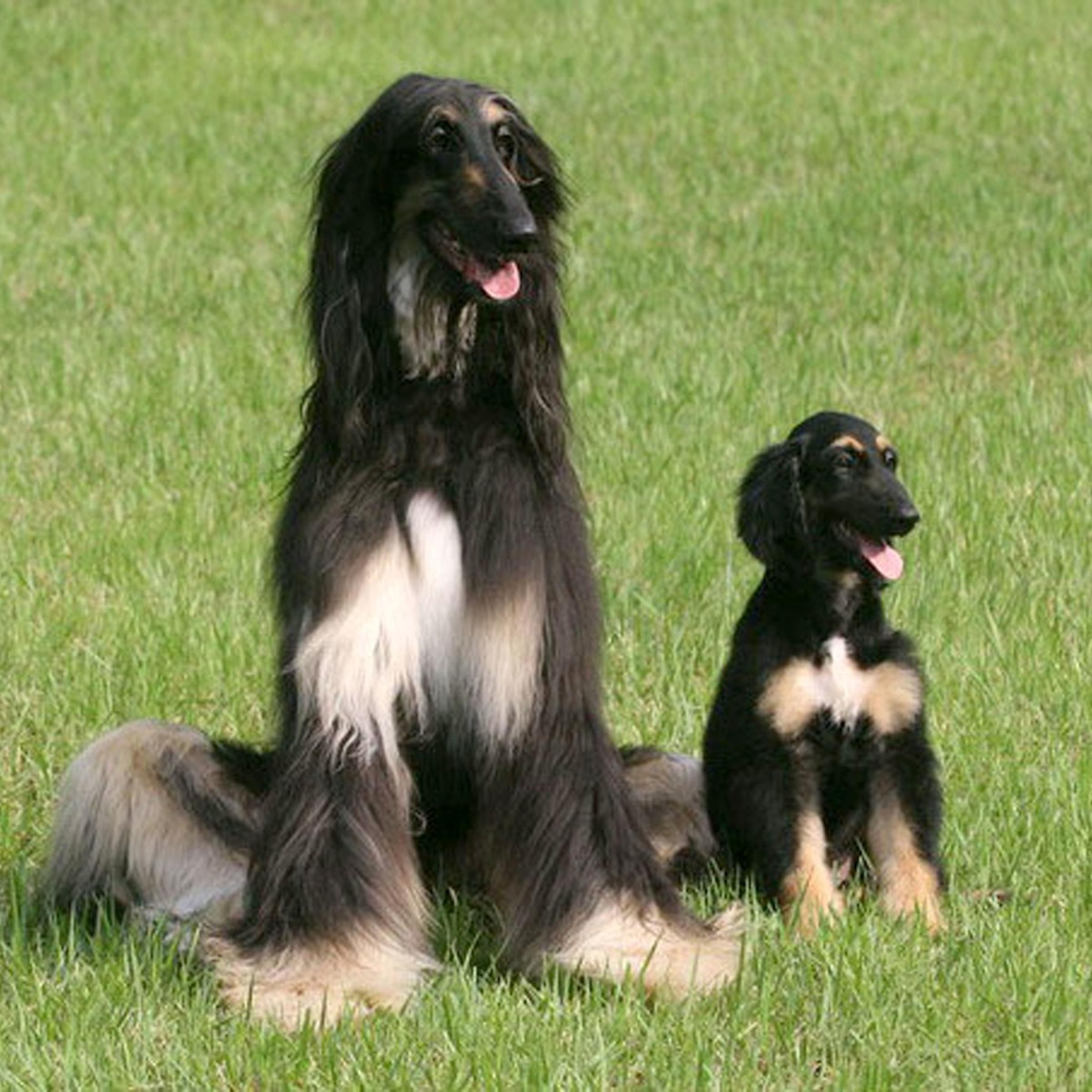Scientists Announce World's First Cloned Dog