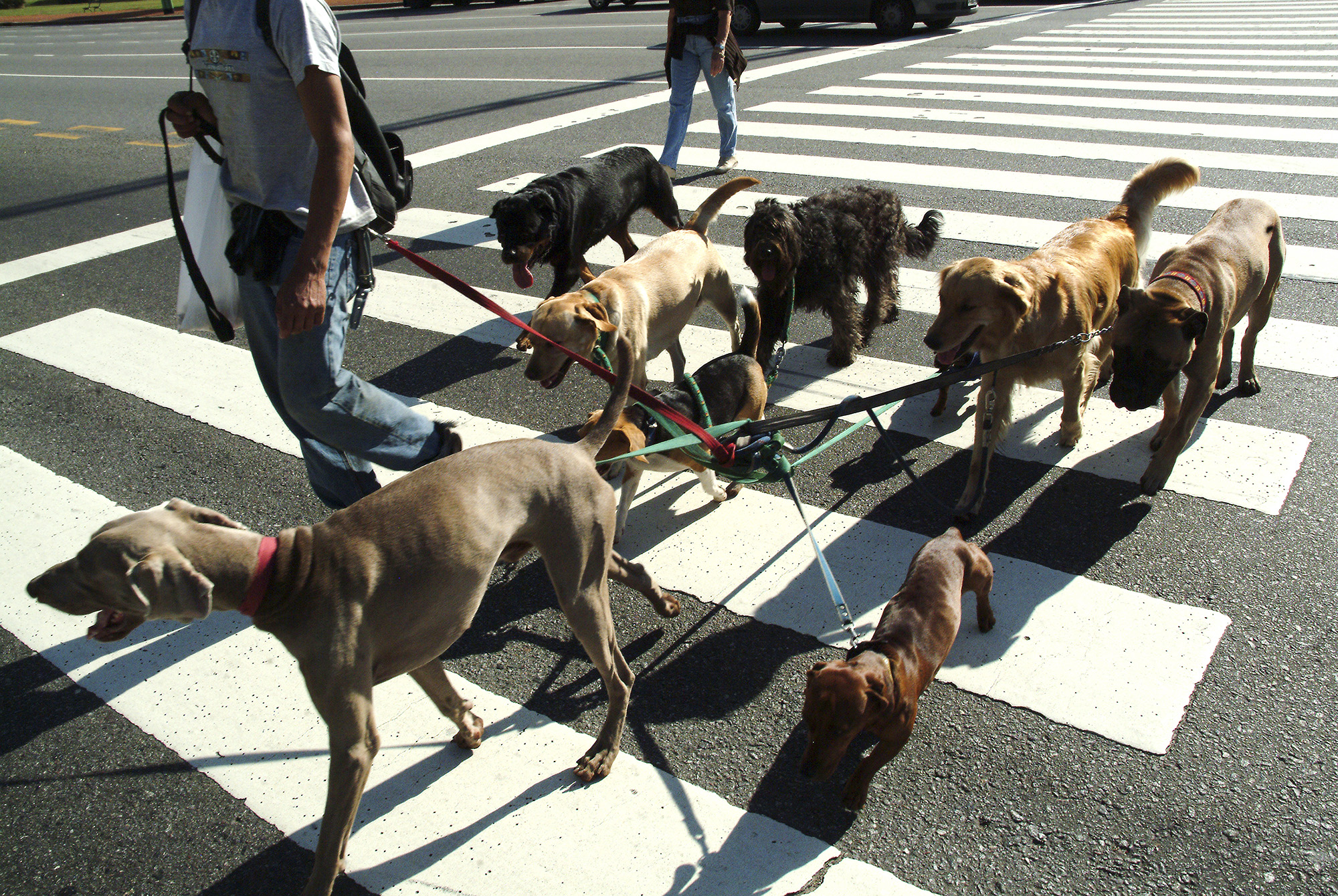 Buenos Aires, dog sitter
