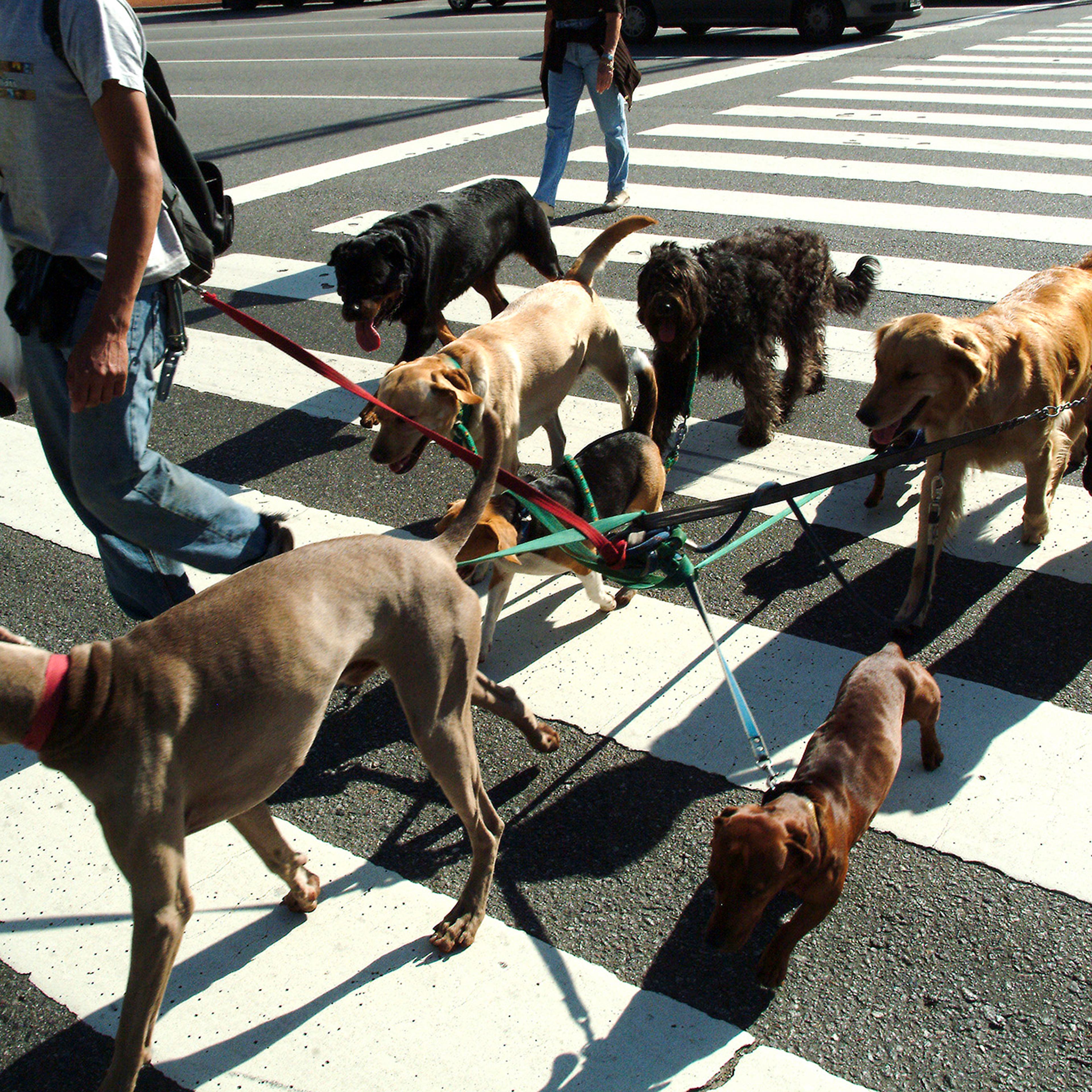 Buenos Aires, dog sitter