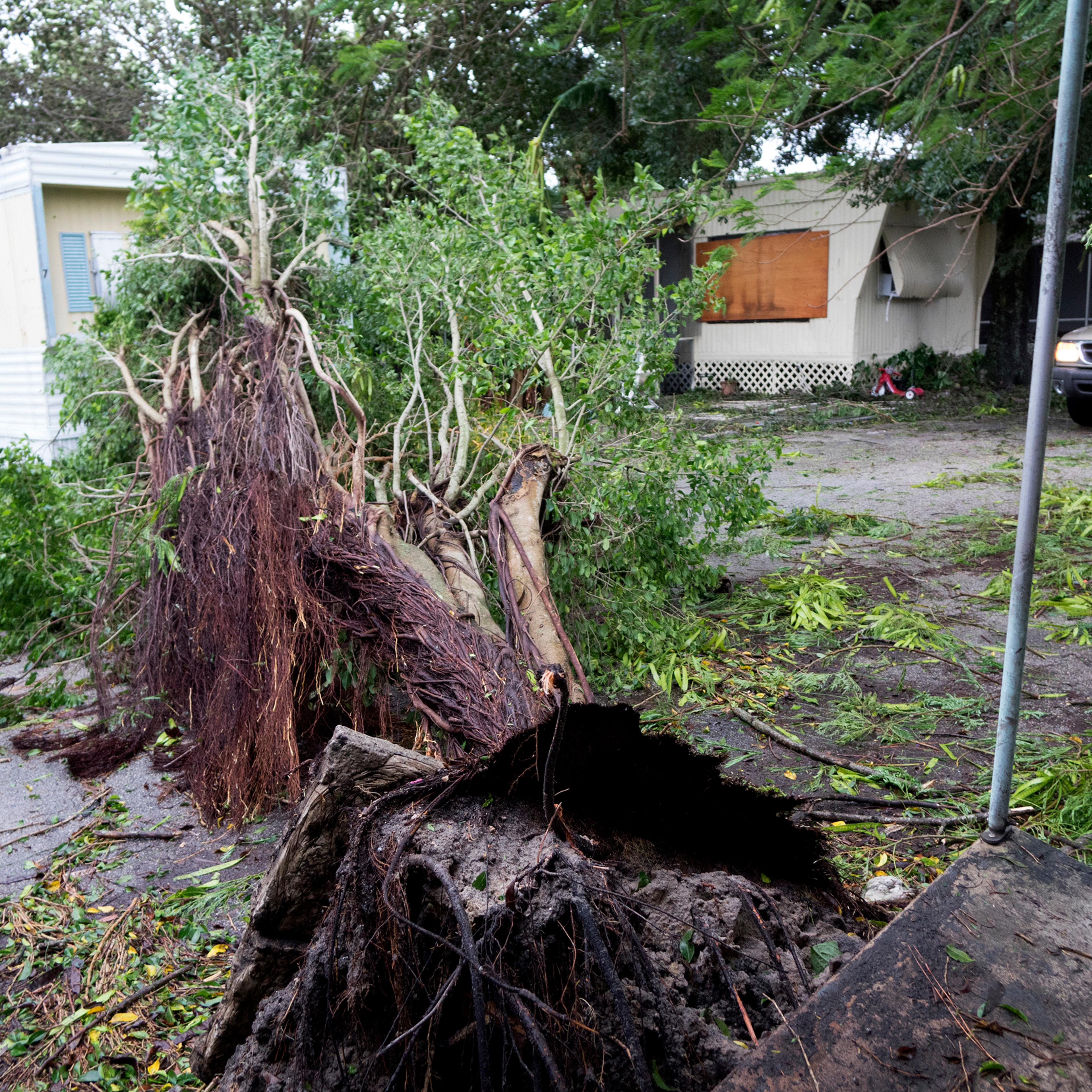 A fallen tree lays by the Seminole mobile home park, in Fort Pierce, Florida, on Oct. 7, 2016.