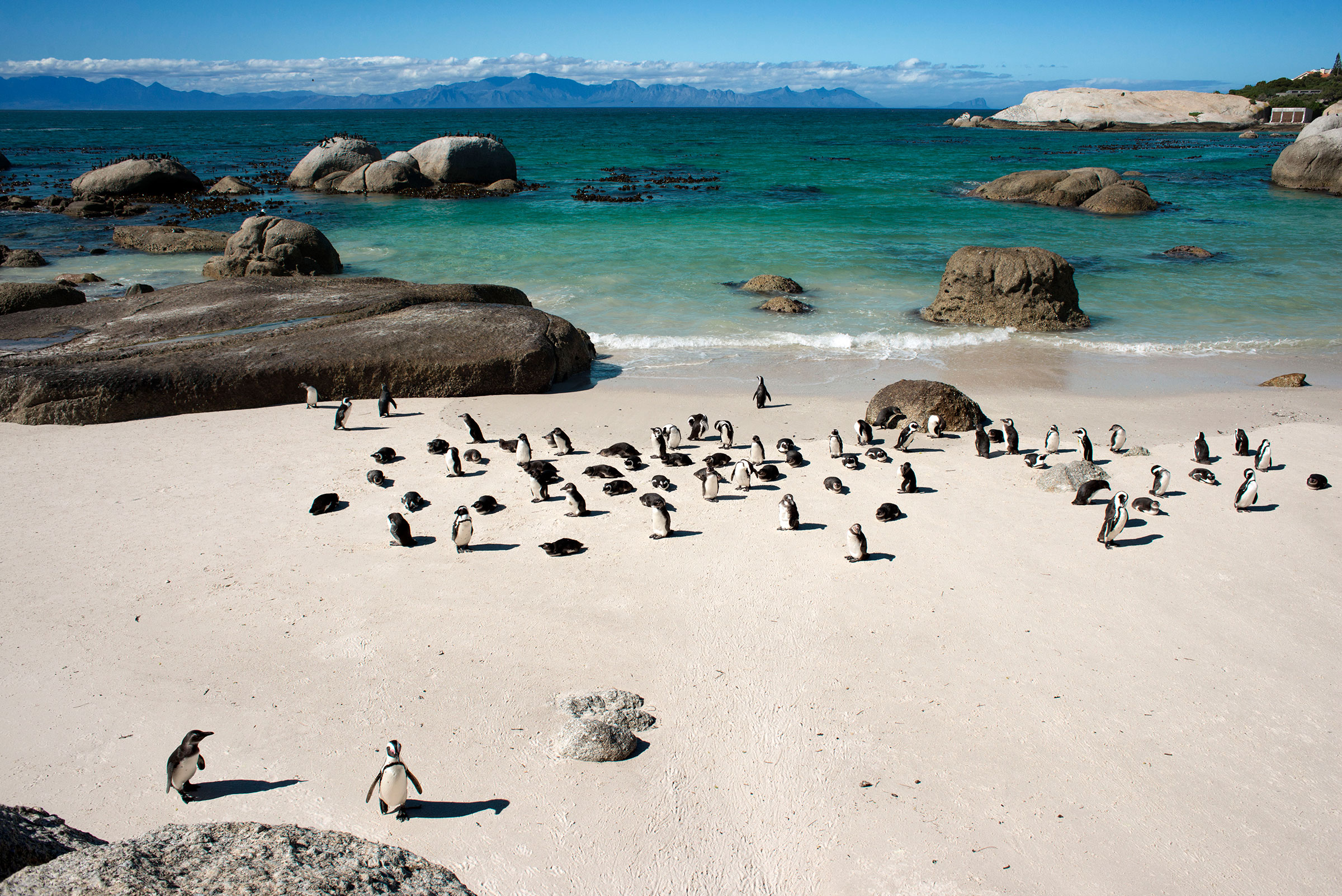 African Penguin on Boulders Beach, Simon's Town, Cape Town, South Africa in 2022.