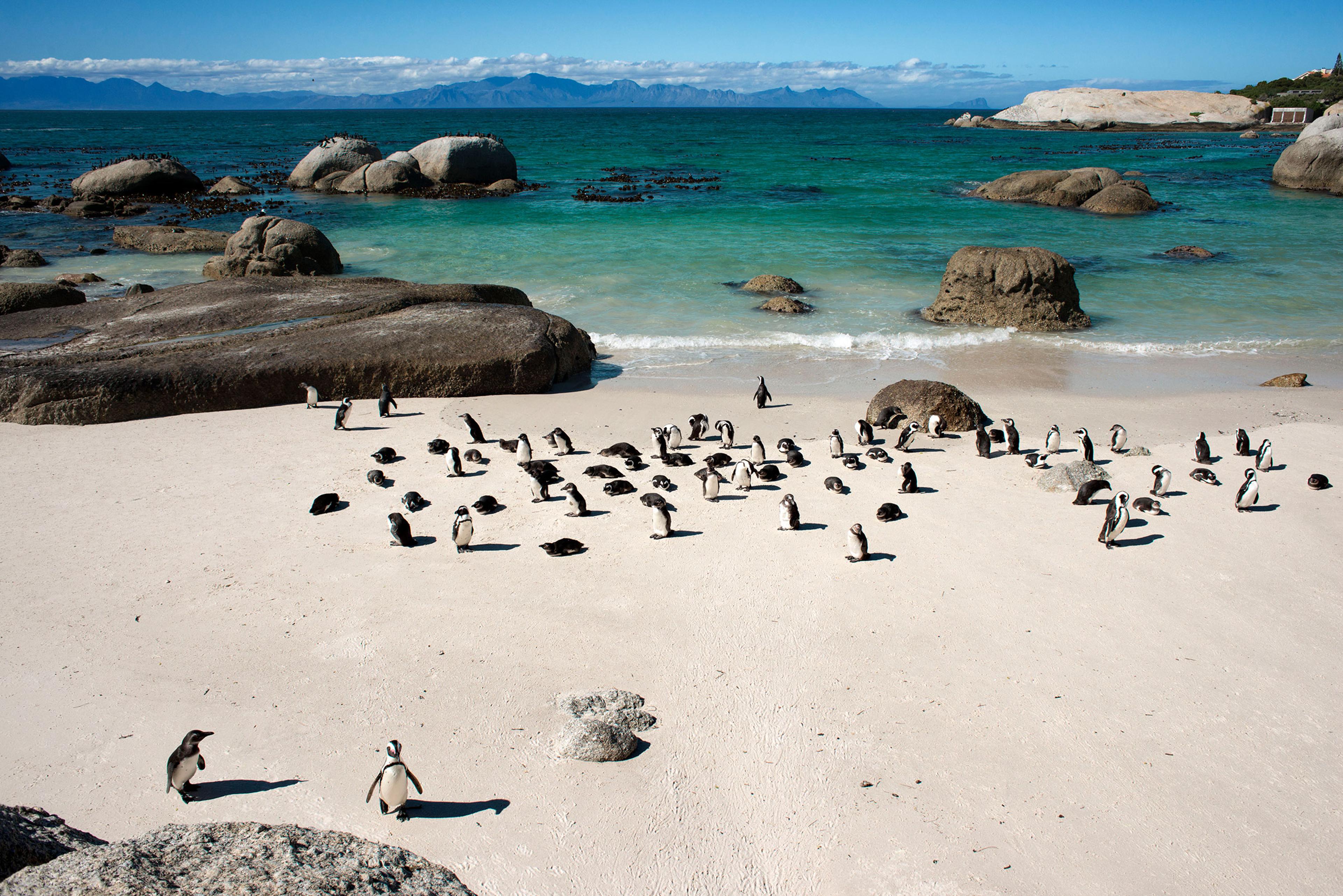 African Penguin on Boulders Beach, Simon's Town, Cape Town, South Africa in 2022.