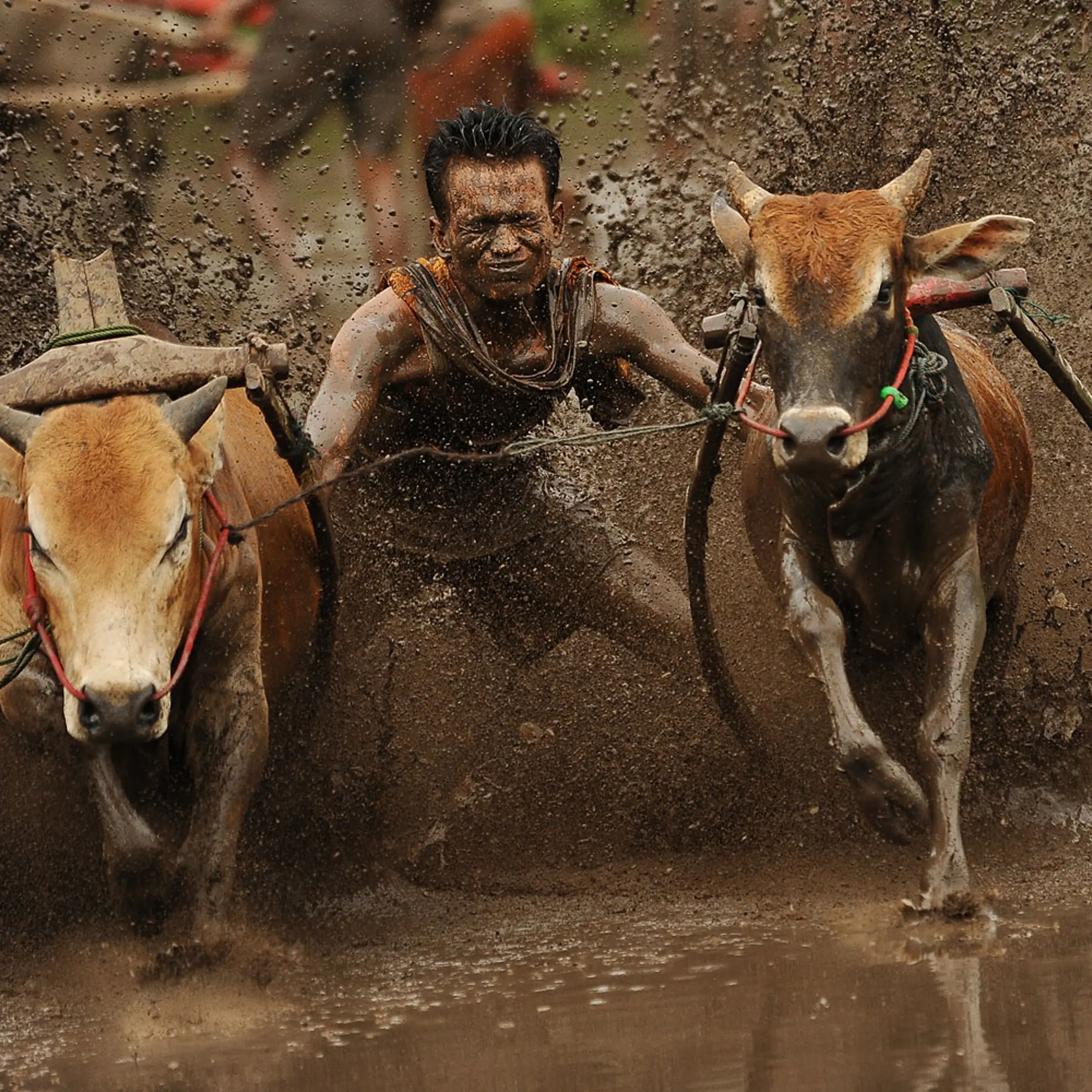 Indonesian's Take Part In Traditional Cow Race