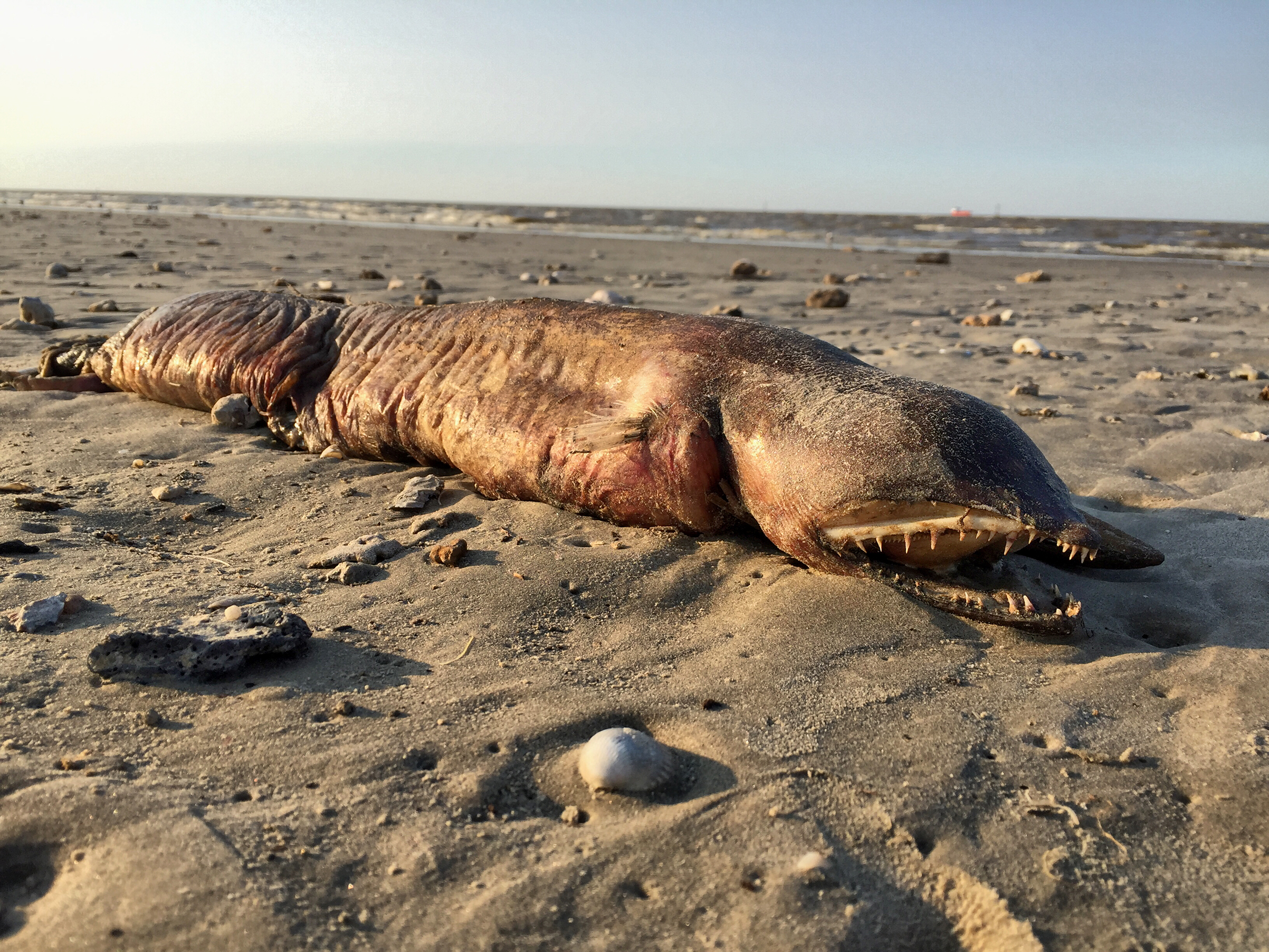 A sea creature was found on a beach in Texas City, Texas on Sept. 6, 2017.