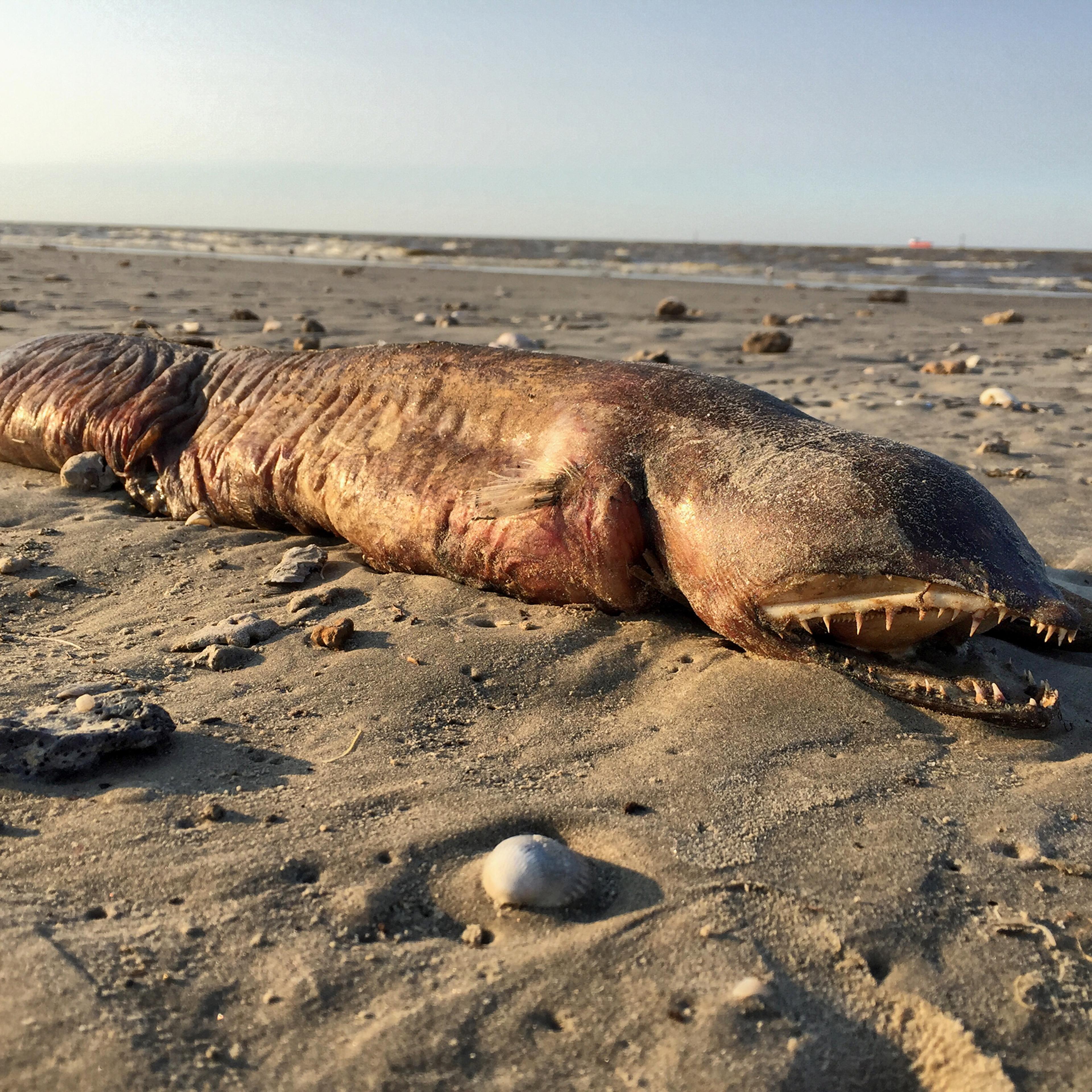 A sea creature was found on a beach in Texas City, Texas on Sept. 6, 2017.