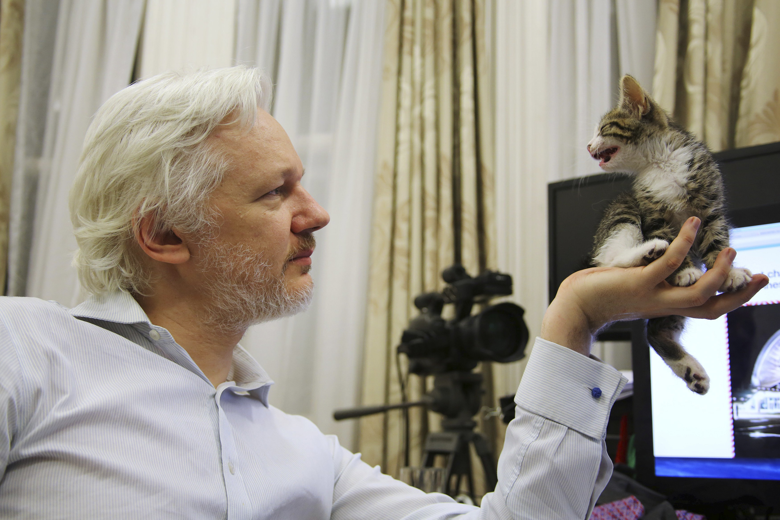 WikiLeaks founder Julian Assange holds up his new kitten at the Ecuadorian Embassy in central London, Britain