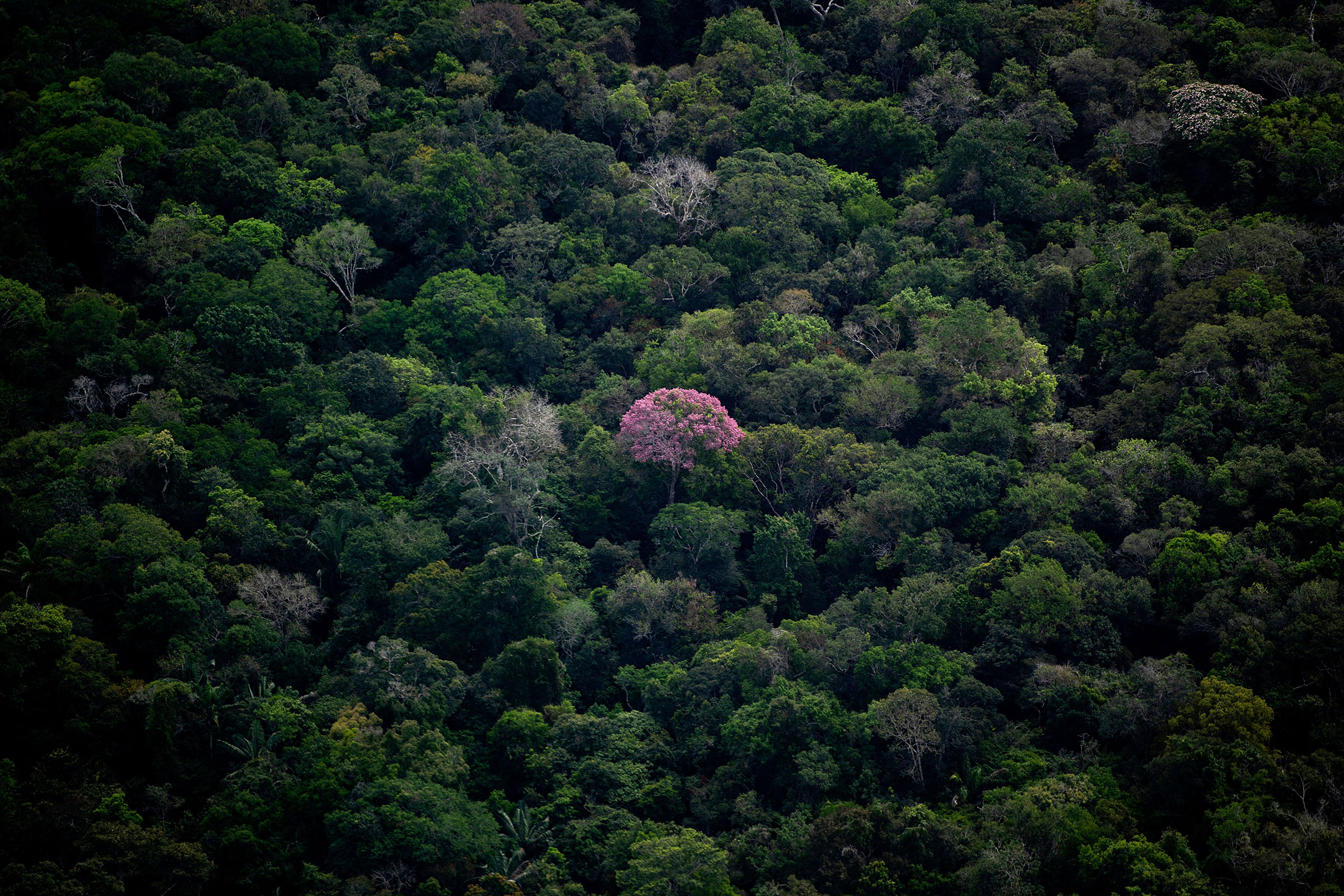 BRAZIL-AMAZON-RAINFOREST-DEFORESTATION