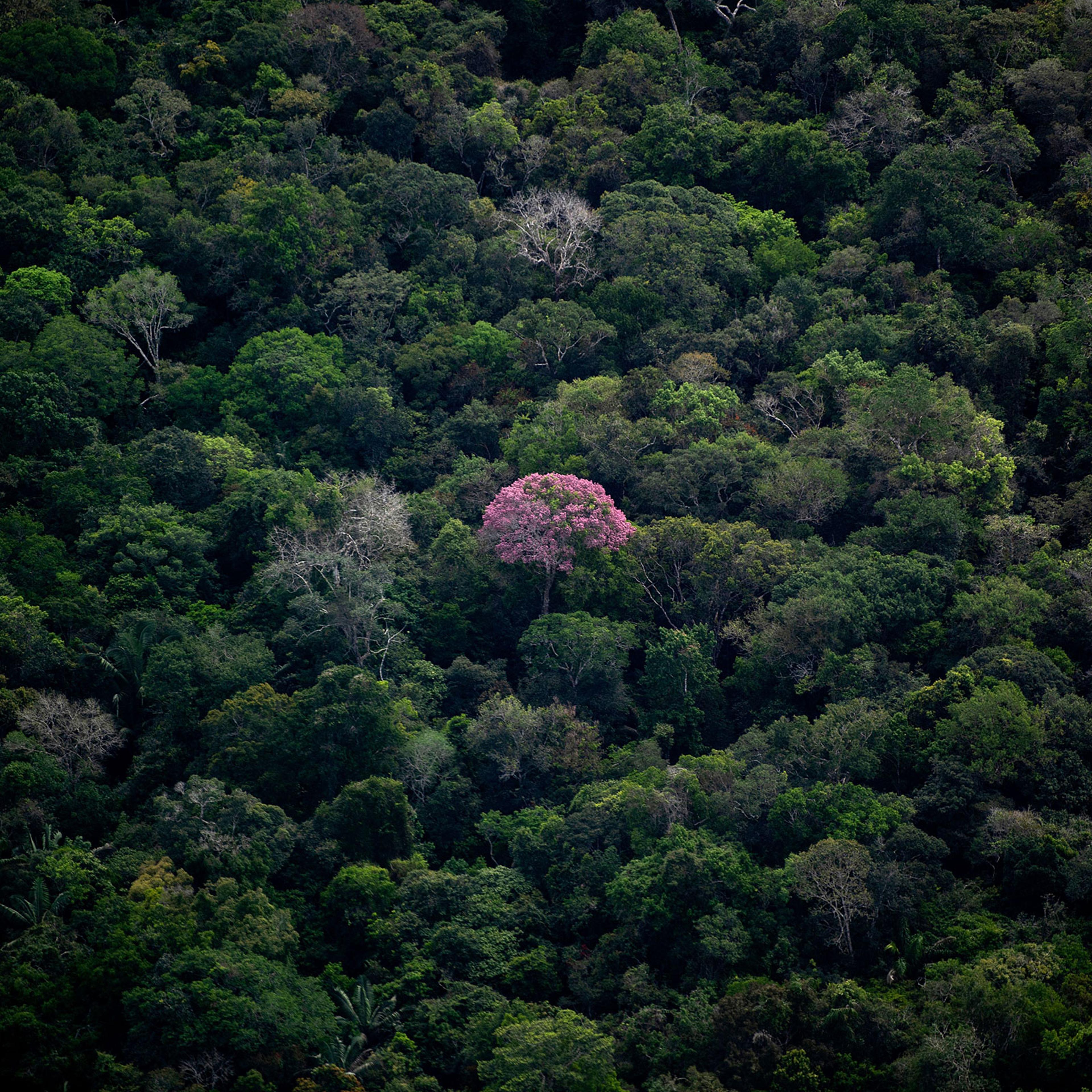 BRAZIL-AMAZON-RAINFOREST-DEFORESTATION