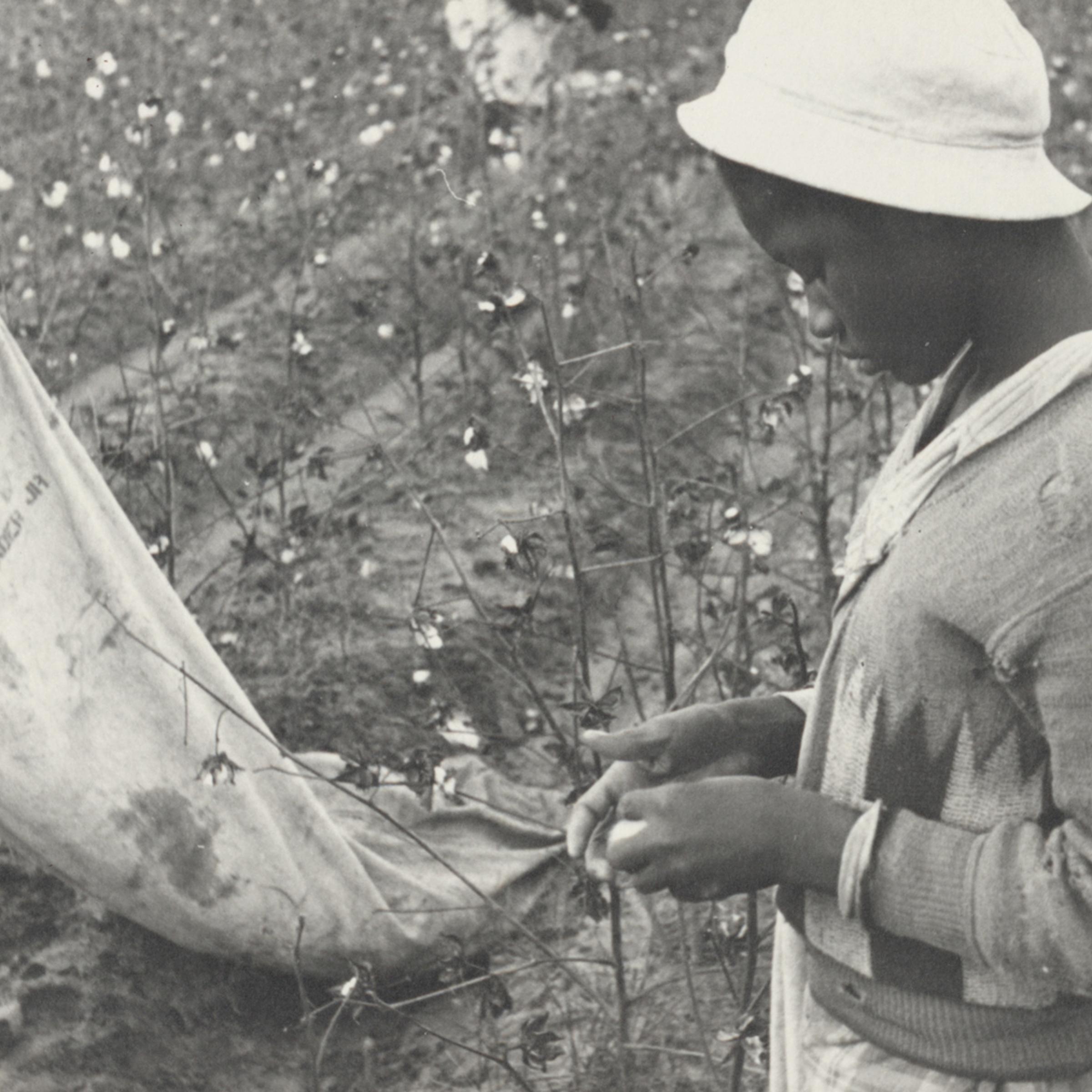 African American Young cotton picker, Arkansas, circa 1935
