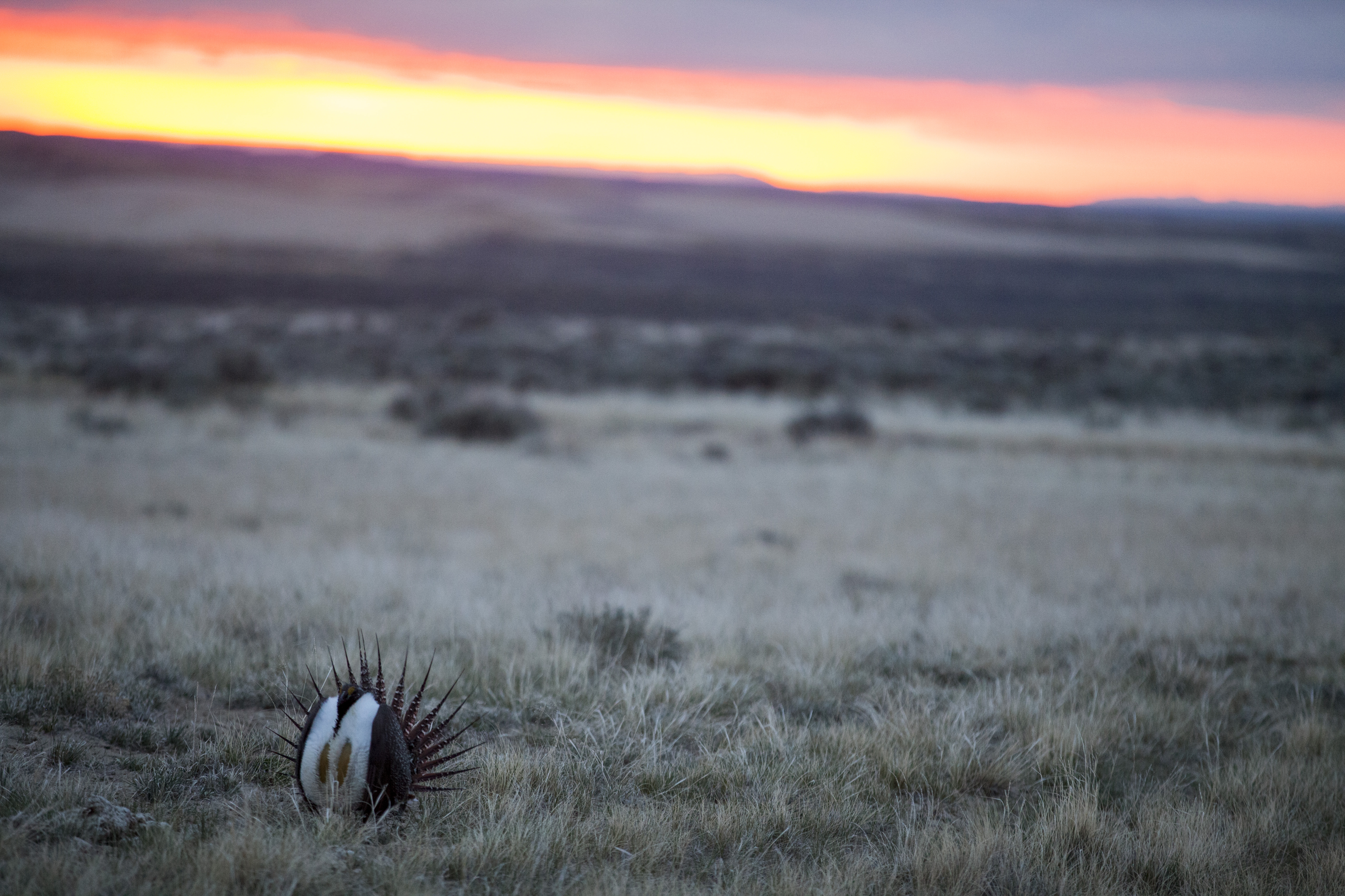 endangered species sage grouse.jpg
