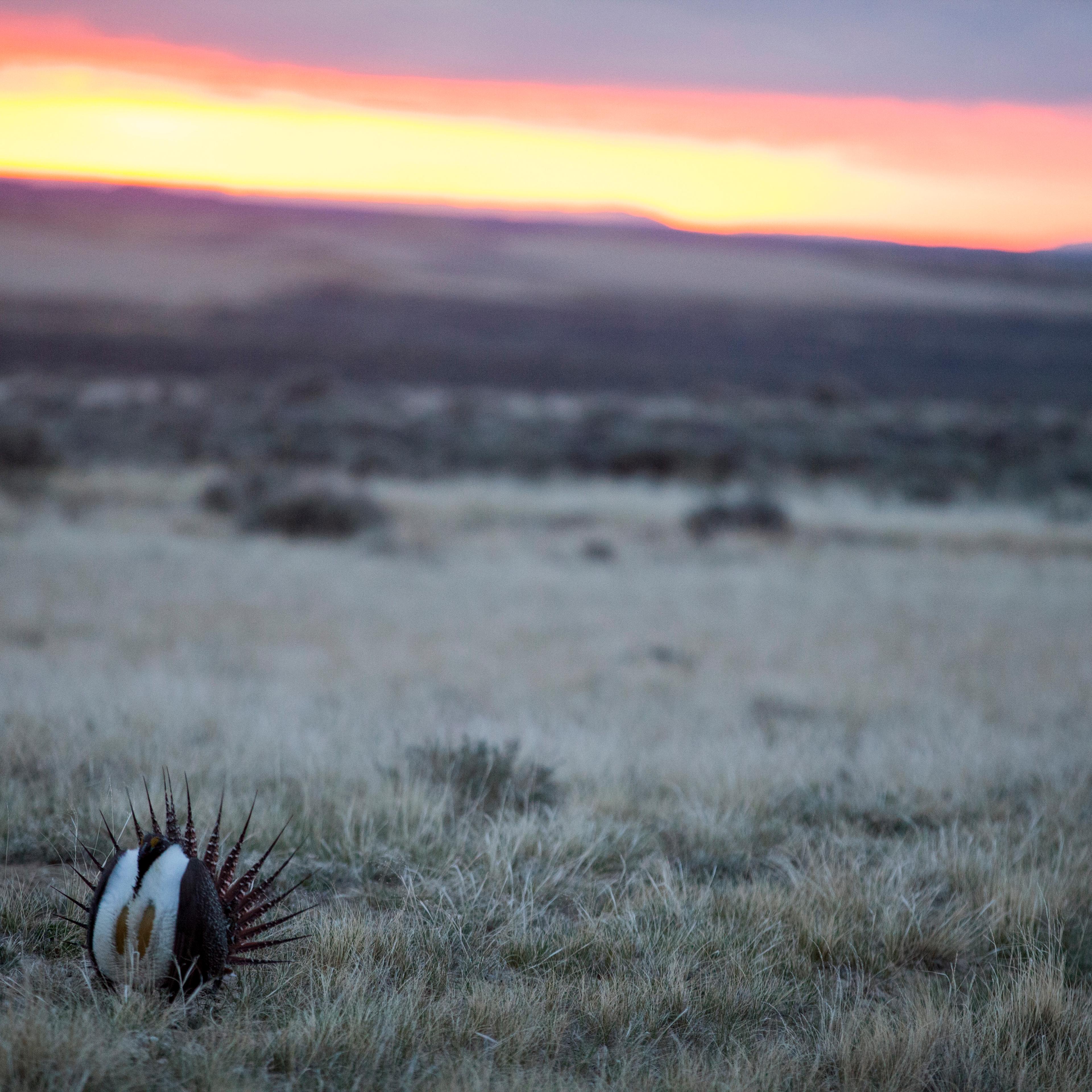 endangered species sage grouse.jpg