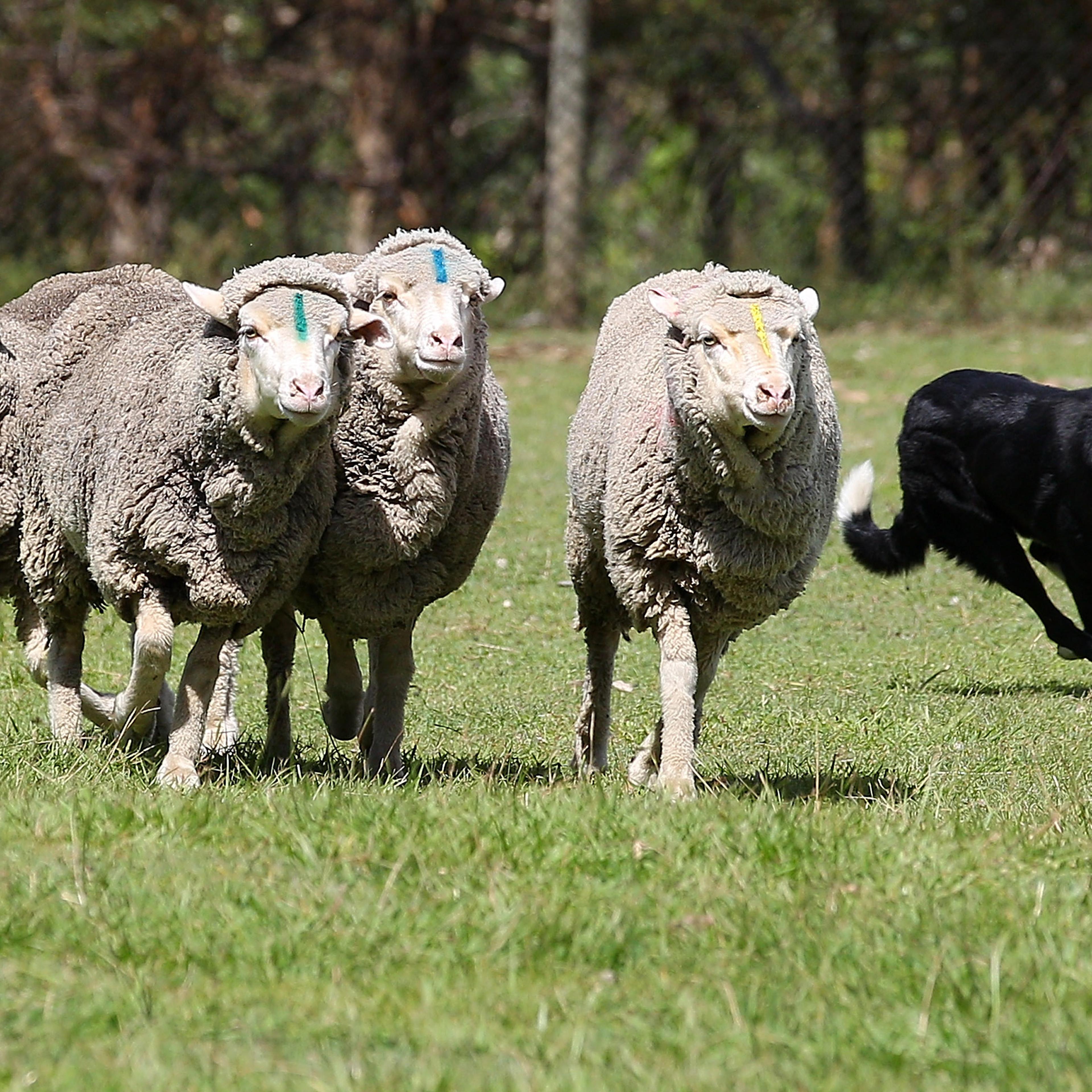 Sheepdog herds flock