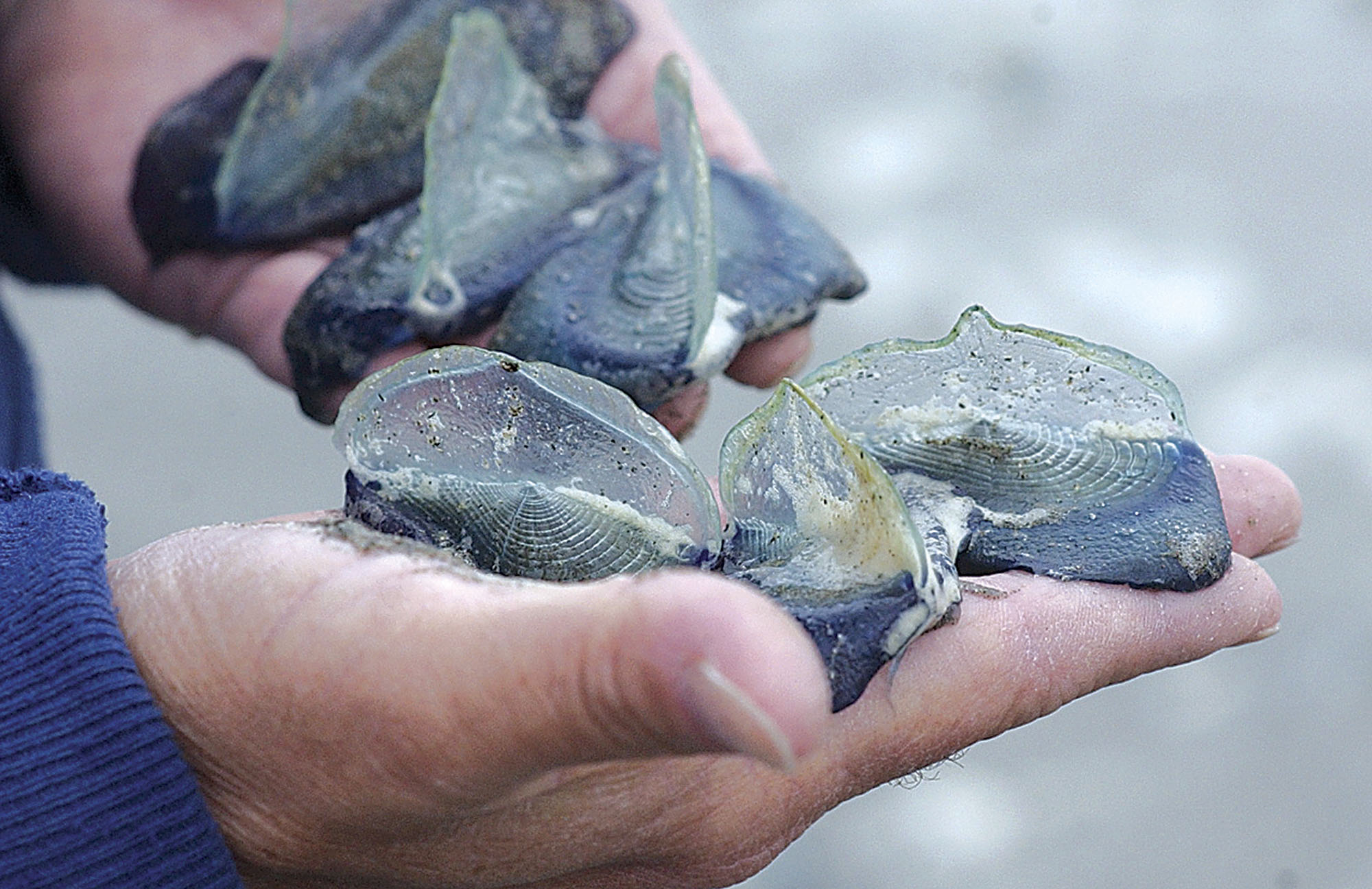 JELLYFISH BOUNTY