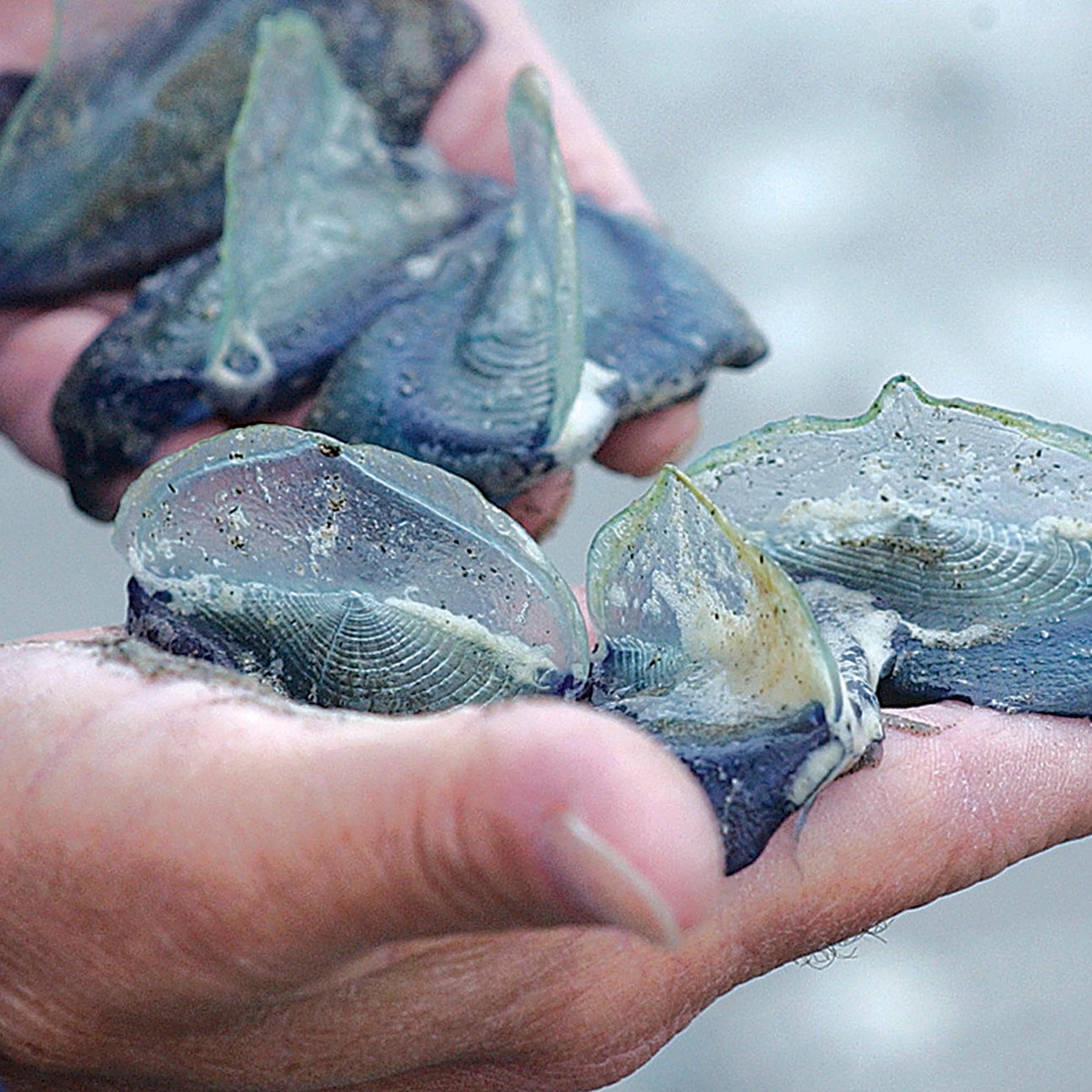 JELLYFISH BOUNTY