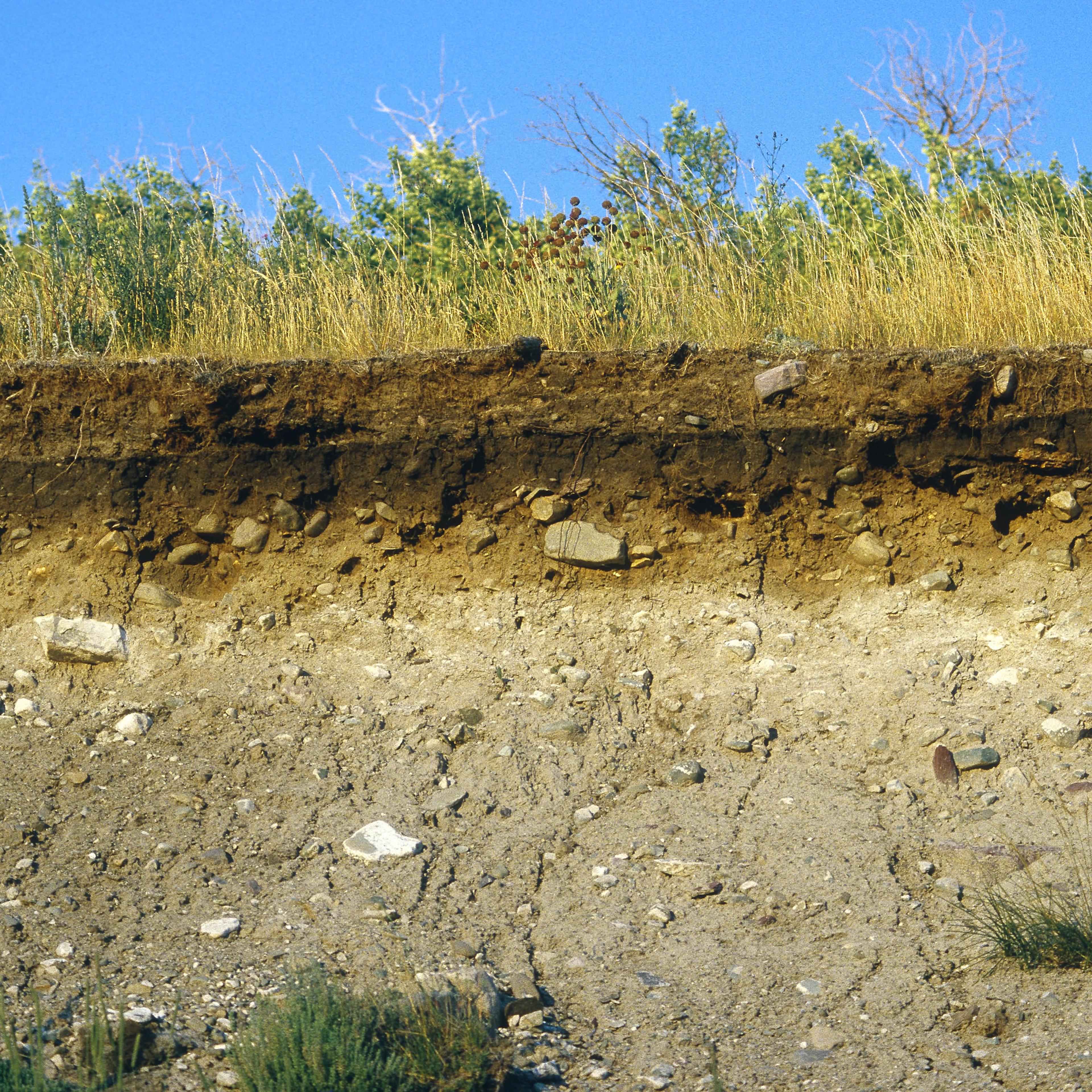 Soil Cross Section