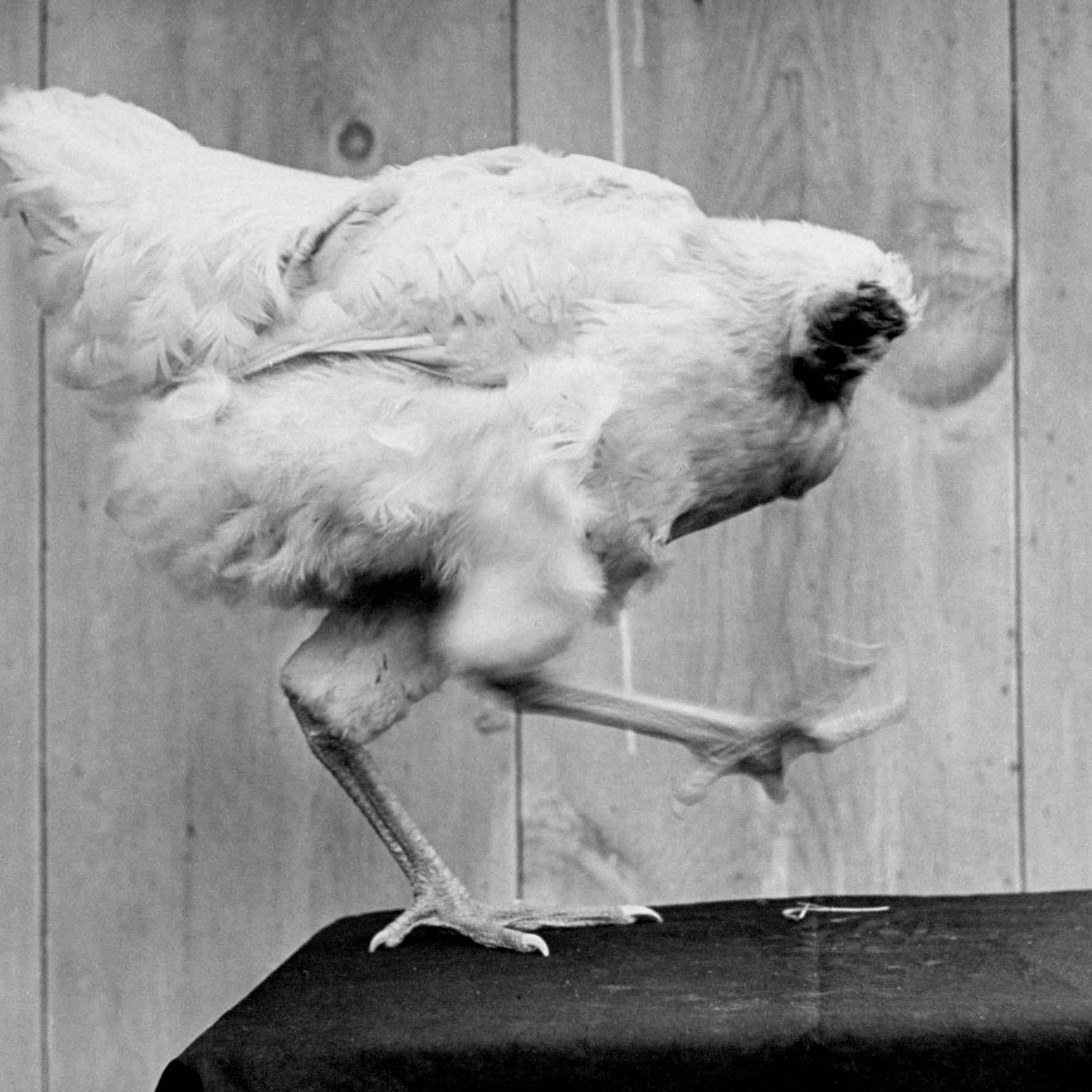 Mike the headless chicken "dances" in 1945.