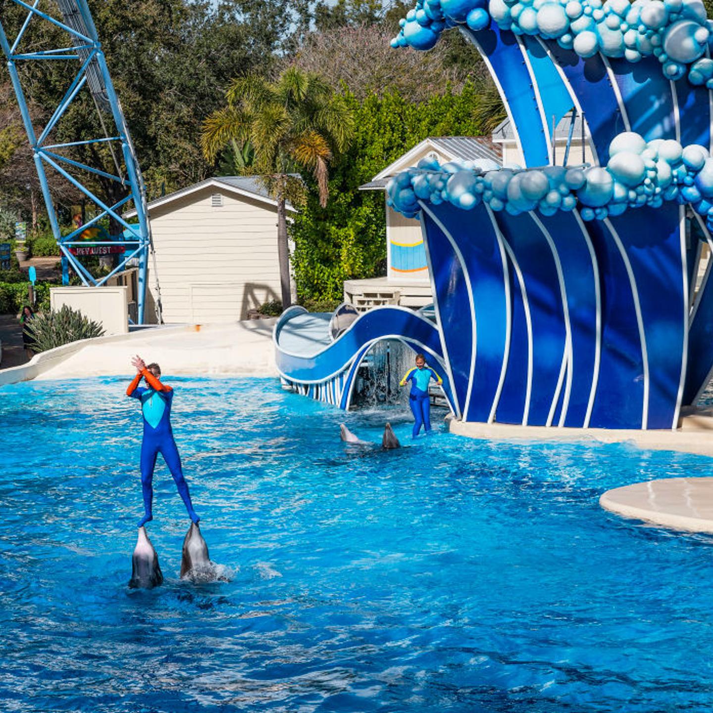 The Dolphin Show at Seaworld, Orlando, Florida