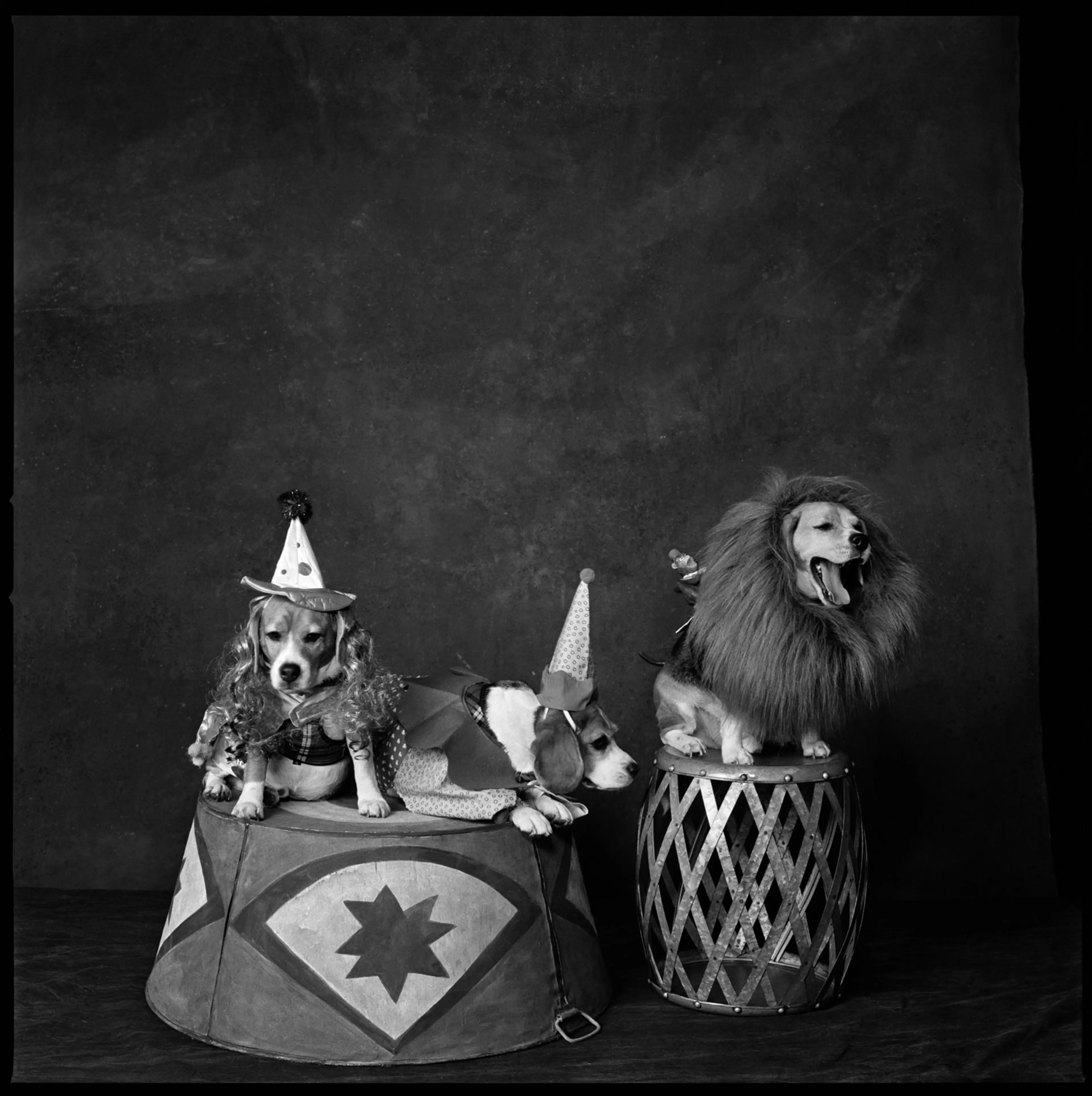 2013: Circus DogsHenry Hudson, Cindy Sherman and Bert.