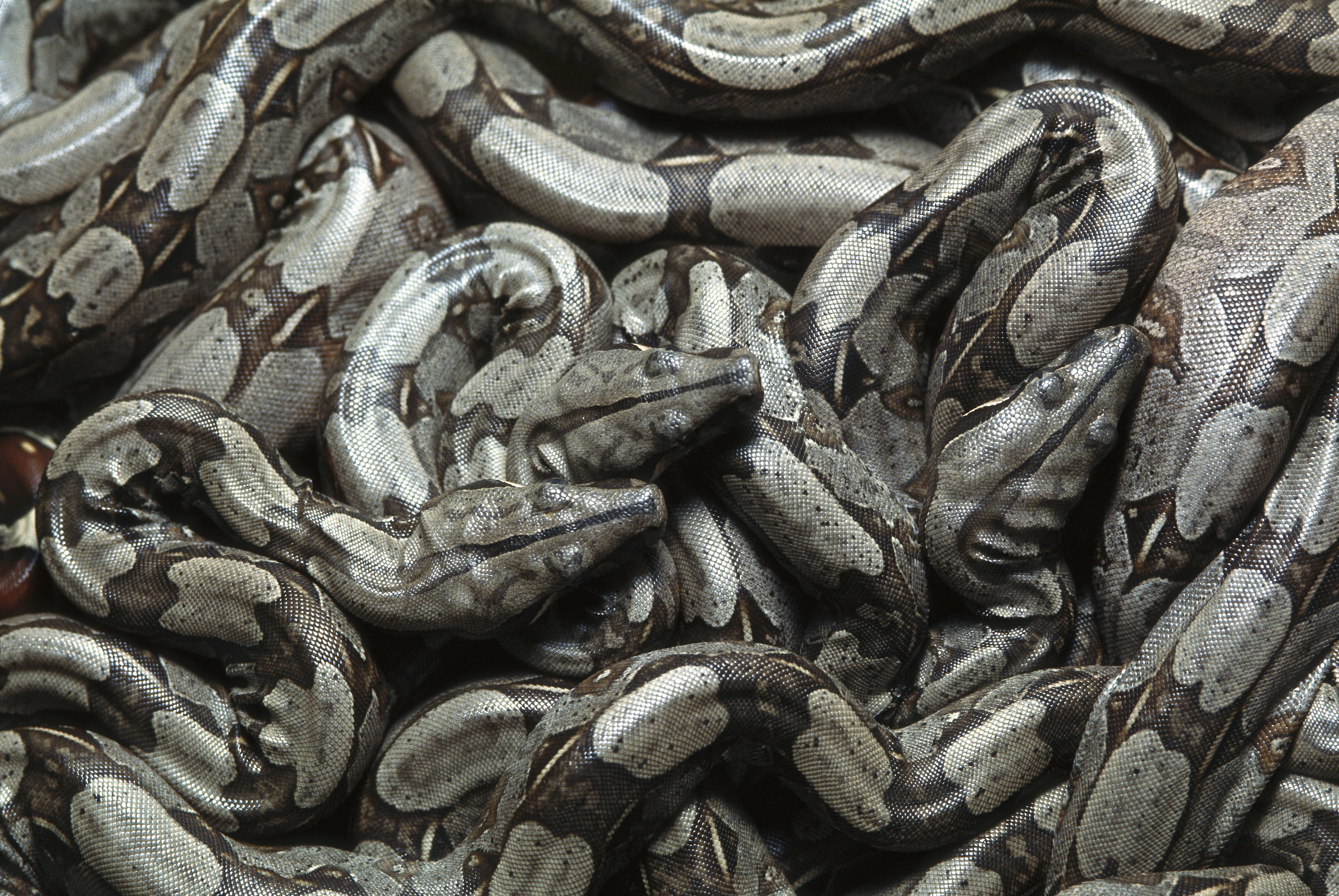 be-afraid-because-science-says-some-snakes-hunt-packs