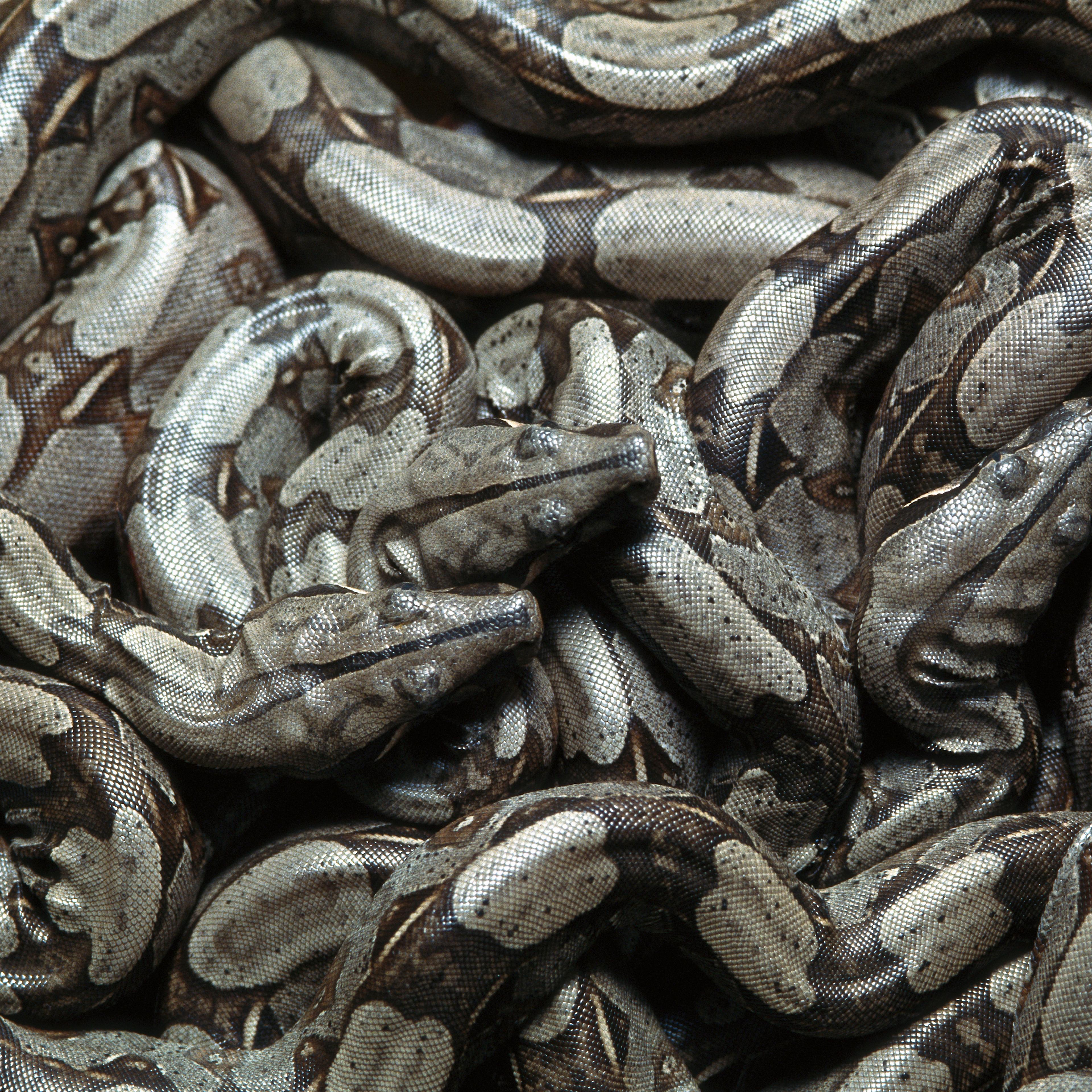 be-afraid-because-science-says-some-snakes-hunt-packs