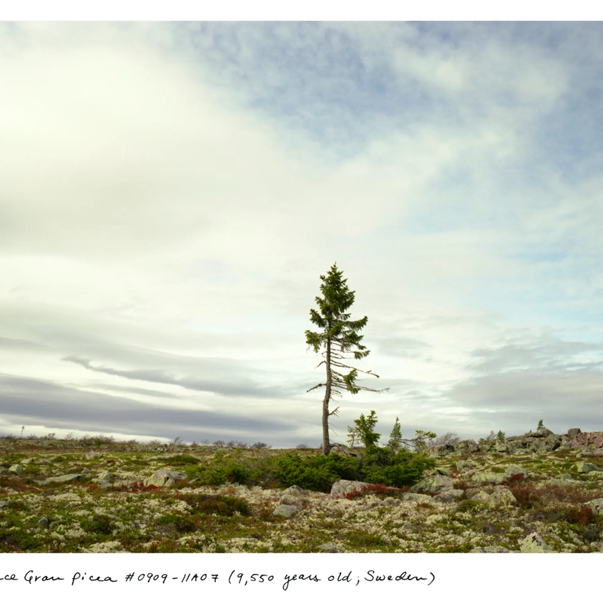 This 9,950-year-old tree is like a portrait of climate change. The mass of branches near the ground grew the same way for roughly 9,500 years, but the new, spindly trunk in the center is only 50 or so years old, caused by warming at the top of this mount