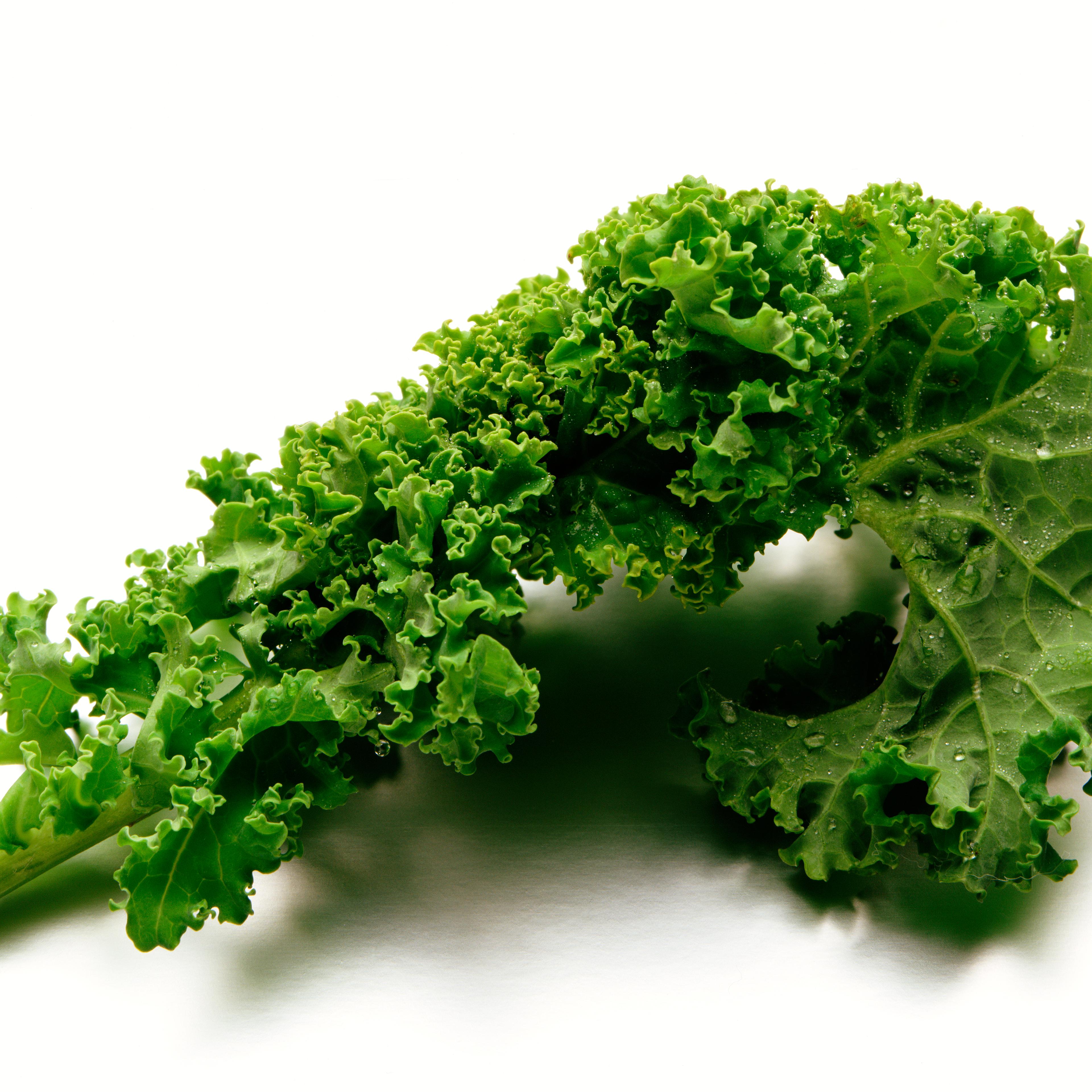 Kale branch against white background, close-up