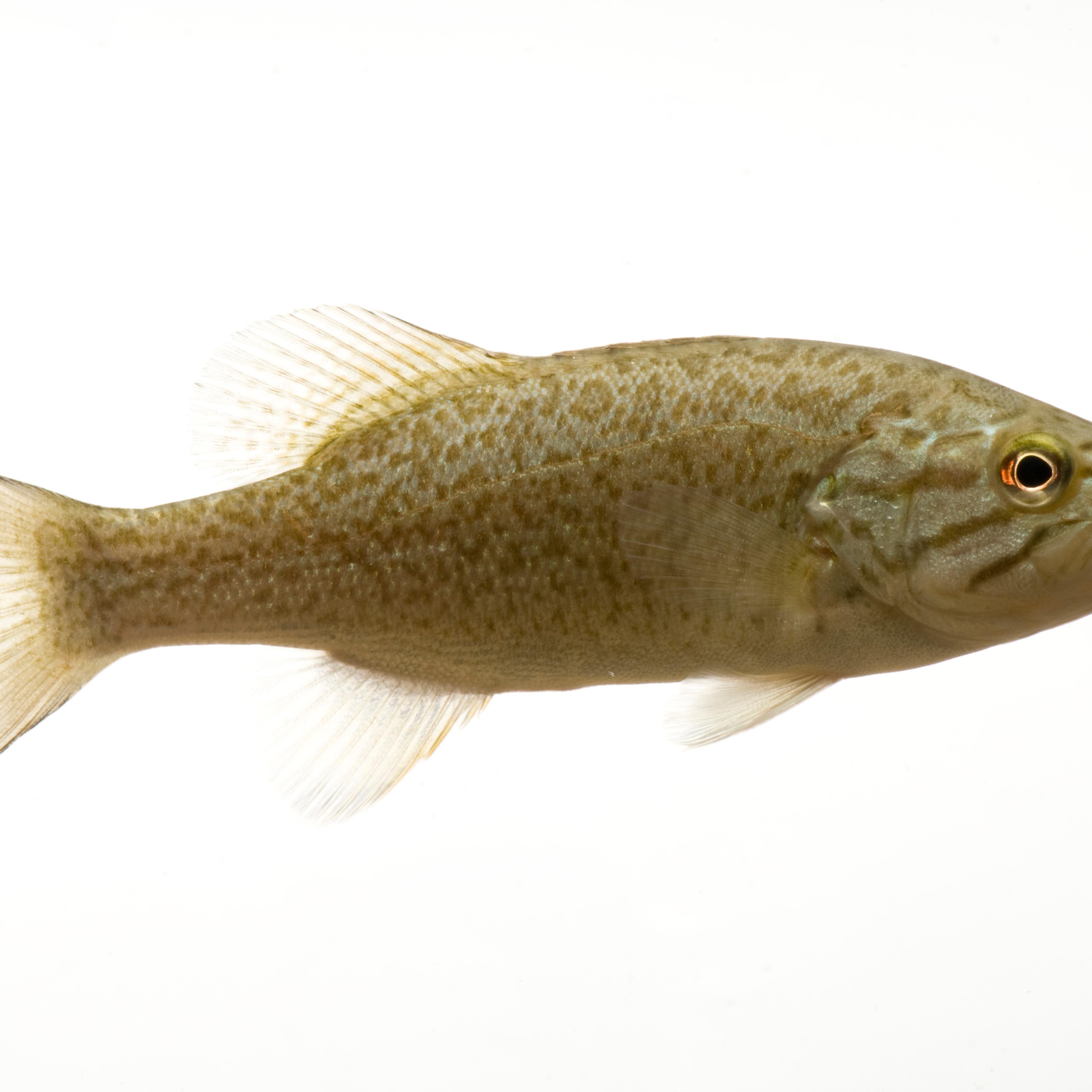 A smallmouth bass fish