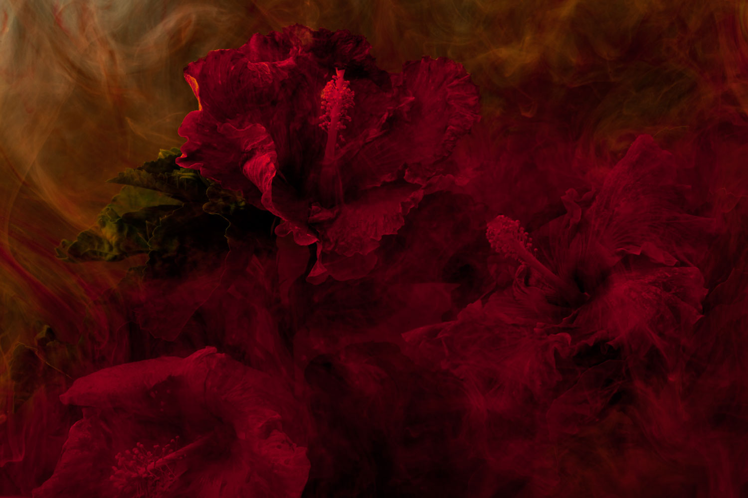 2011, Untitled, from the series <i>Stamen</i>
