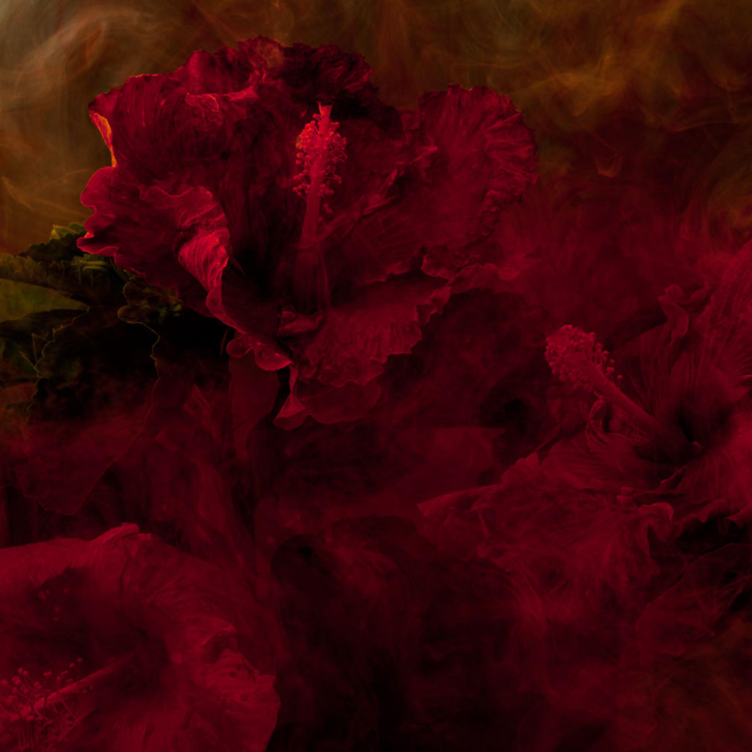 2011, Untitled, from the series <i>Stamen</i>