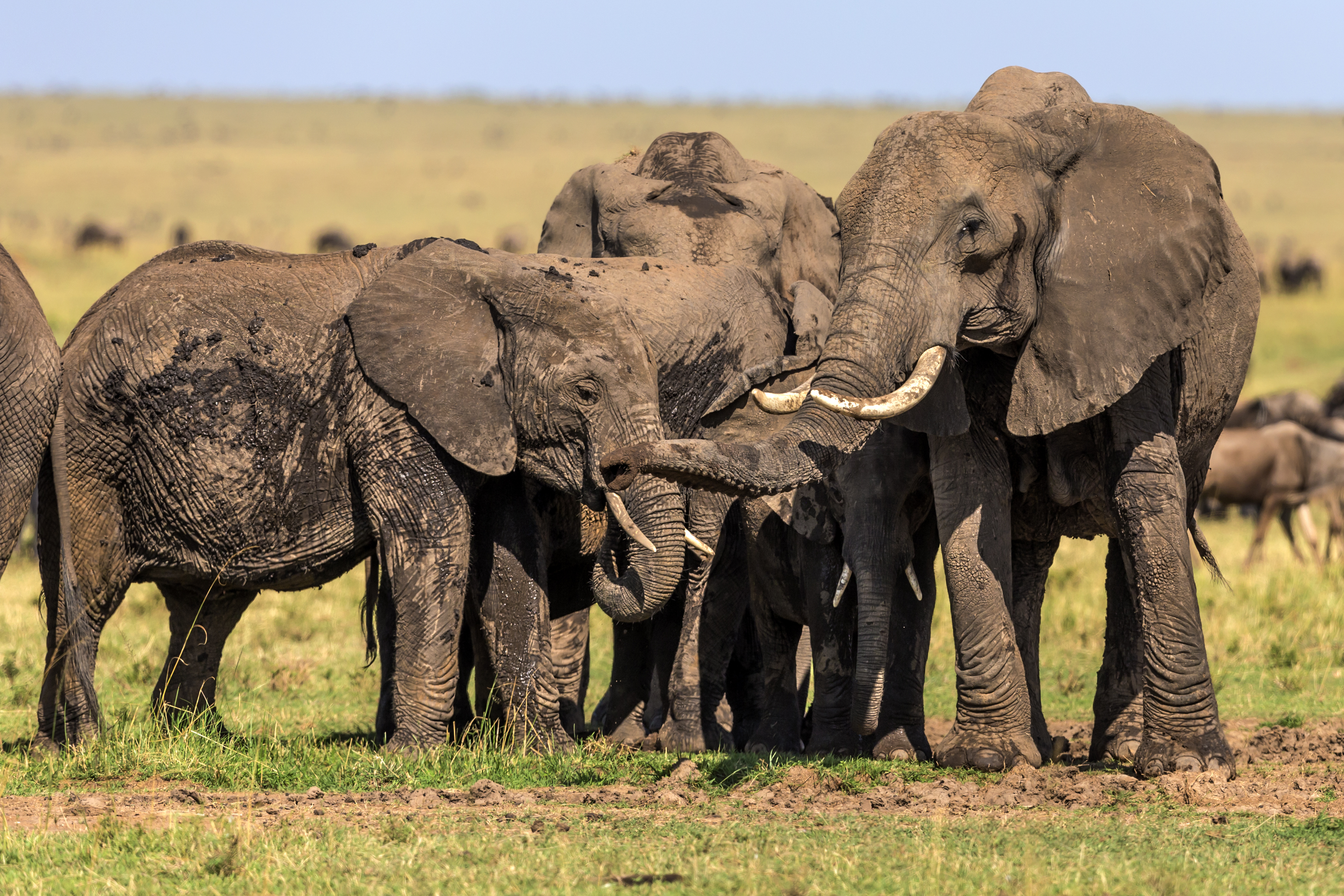 African Elephants at mud spot.