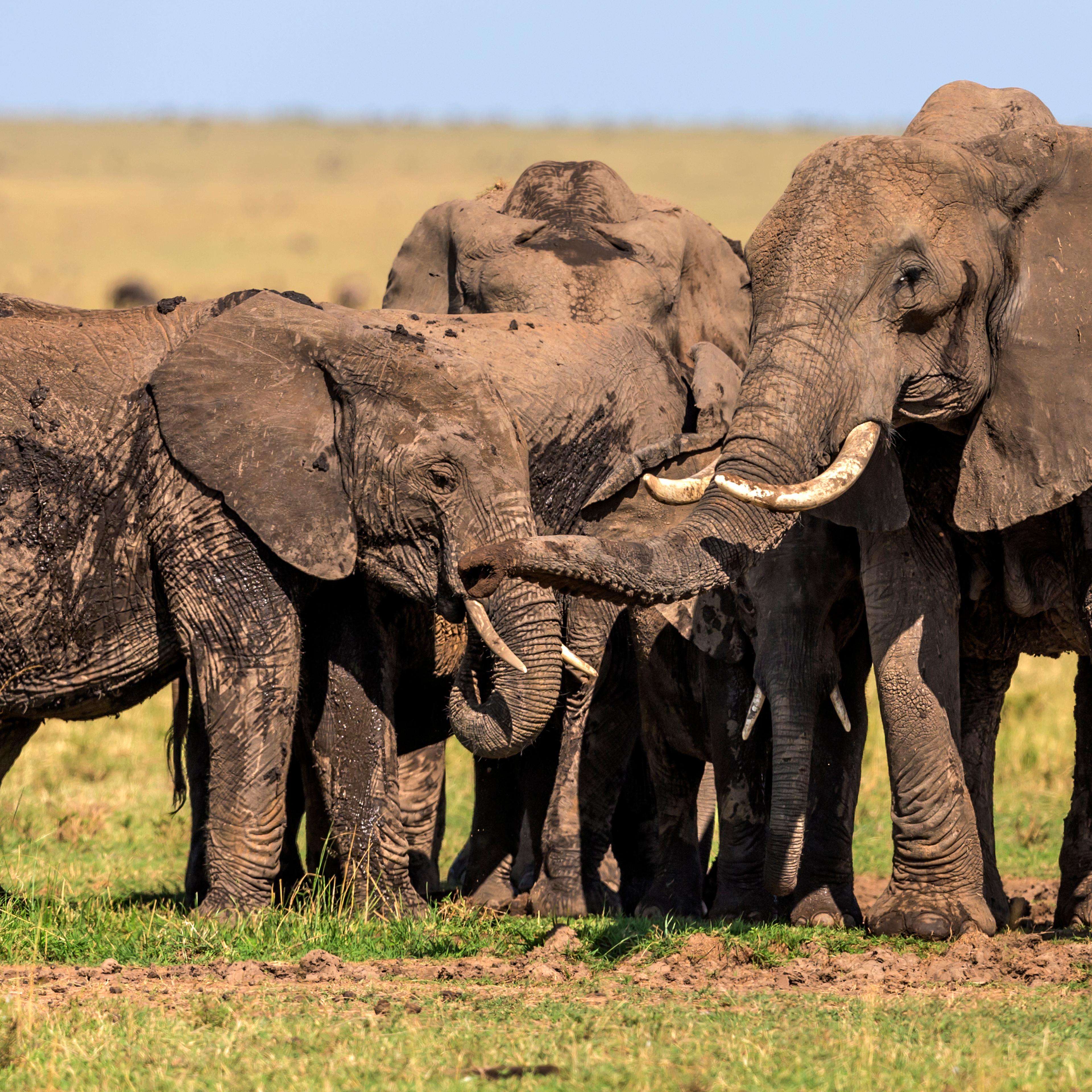 African Elephants at mud spot.