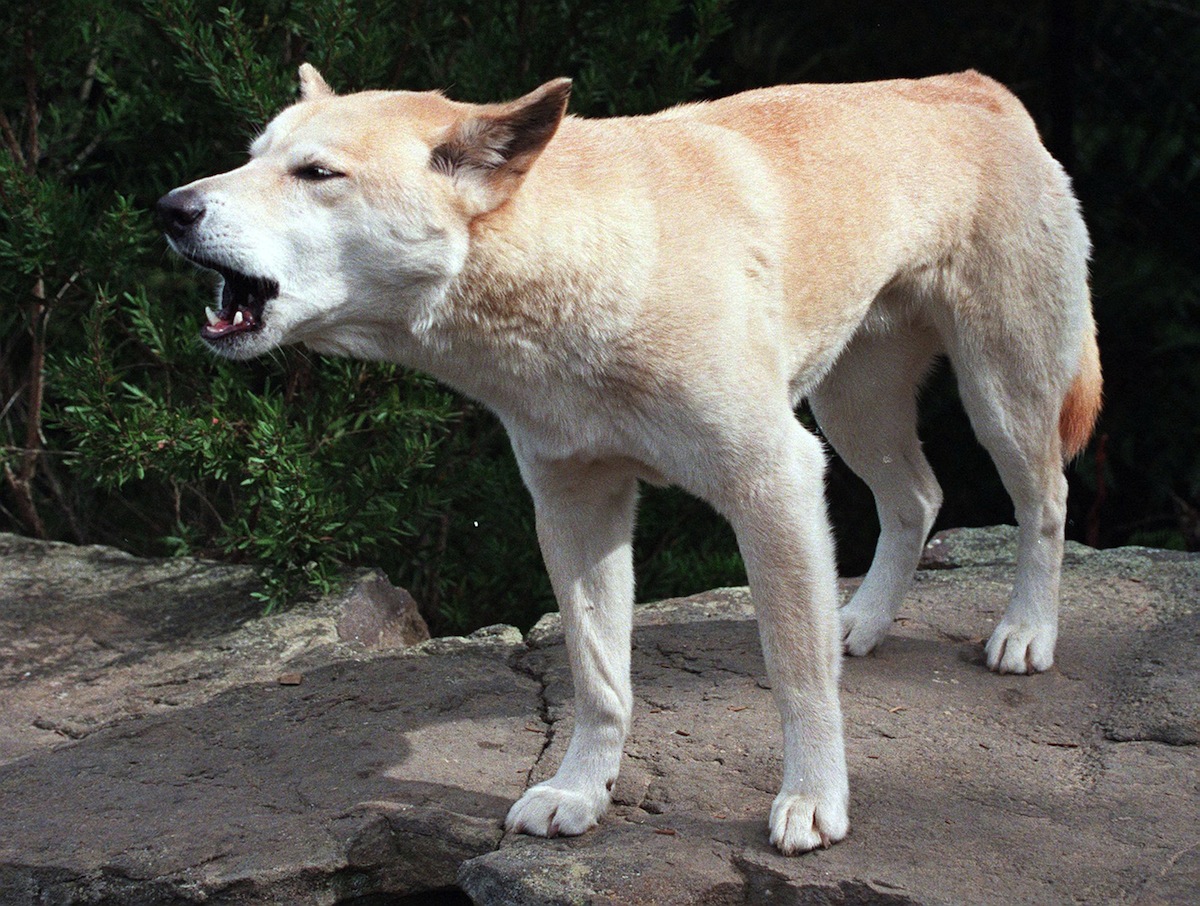 Dingo