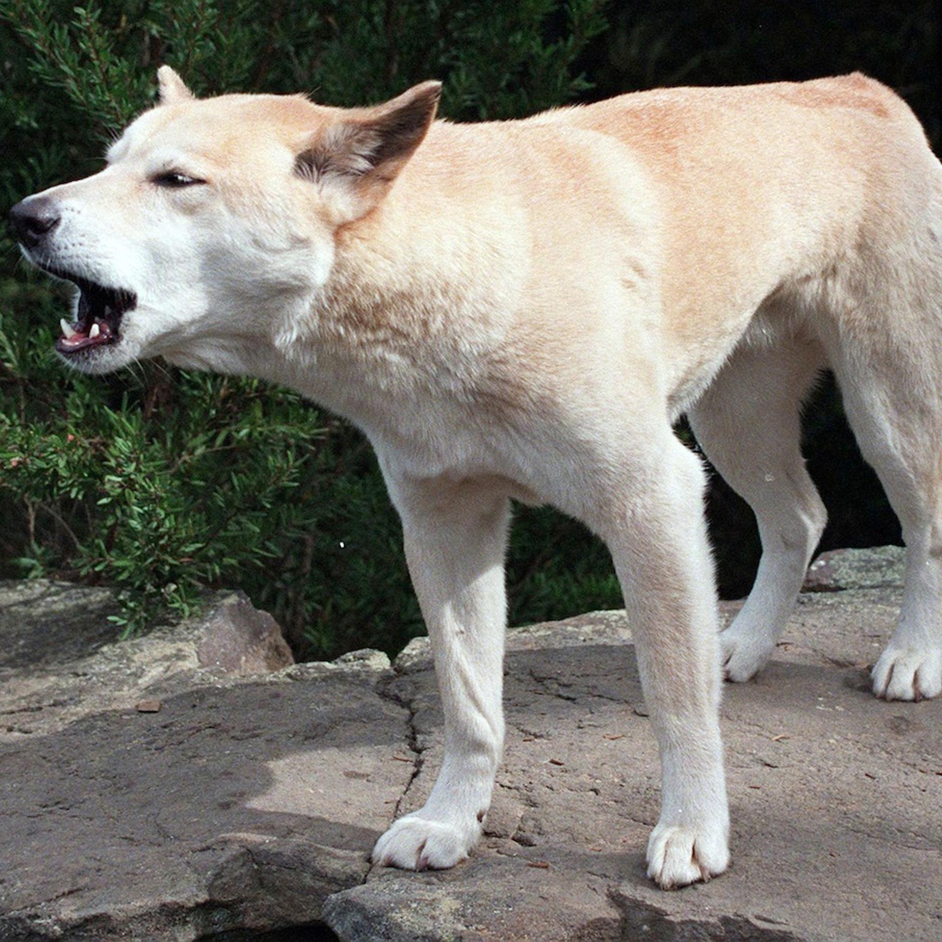 Dingo