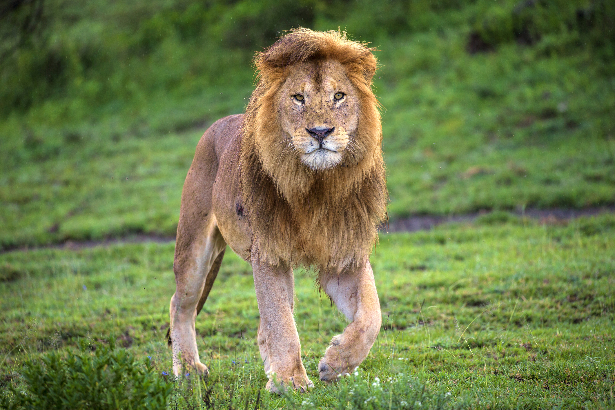 Male African lion (Panthera Leo) walking at Ndutu, Serengeti National Park, Tanzania