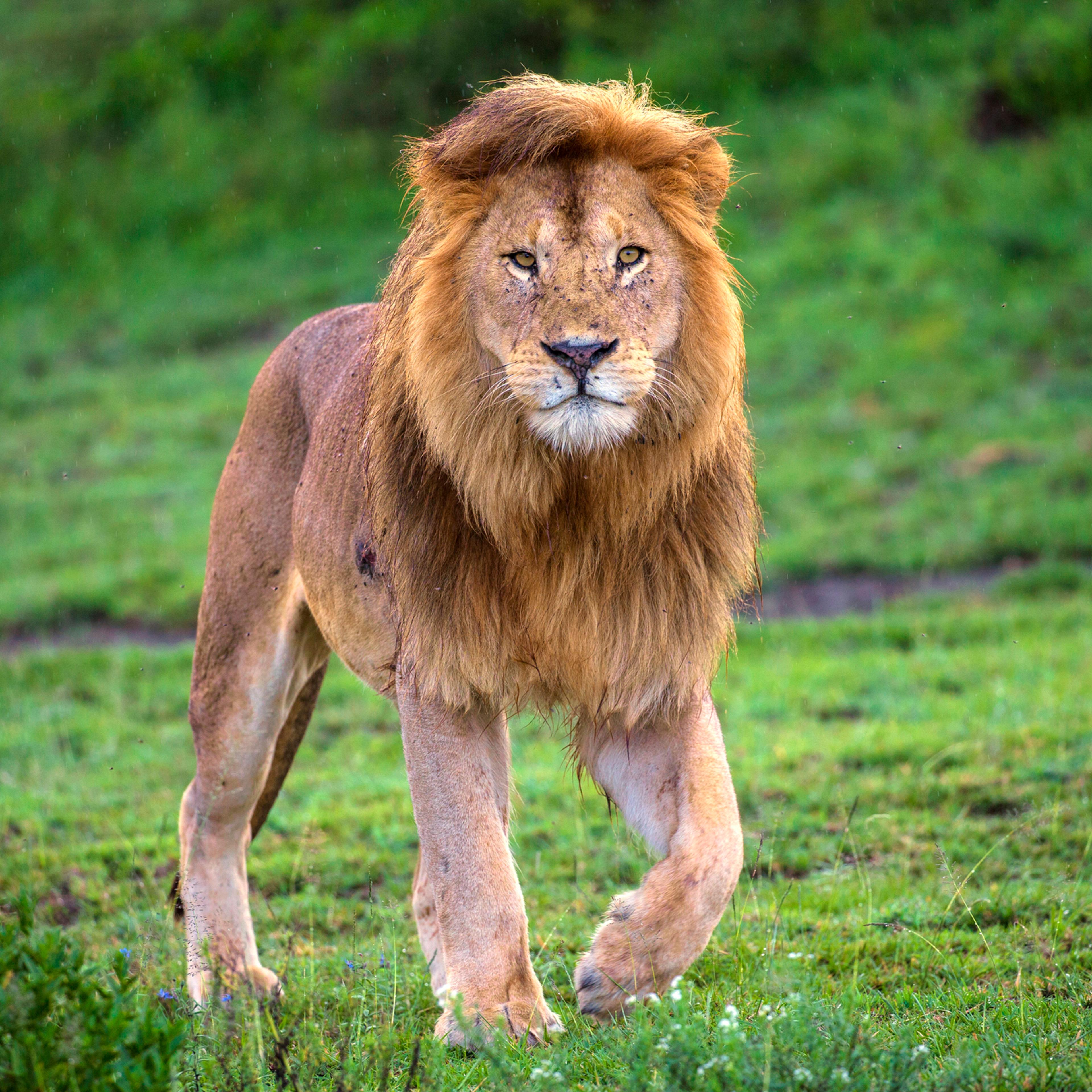 Male African lion (Panthera Leo) walking at Ndutu, Serengeti National Park, Tanzania