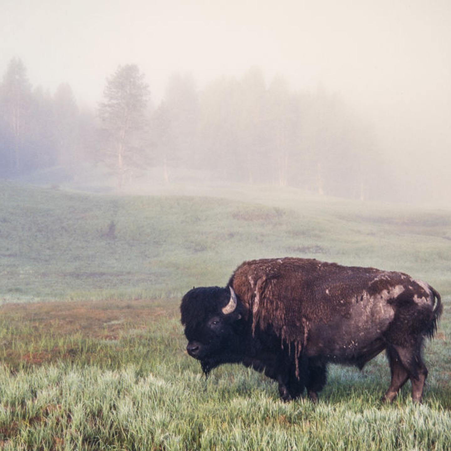 A bison bull grazes in the fog in Yellowstone National Park in Wyoming, USA.