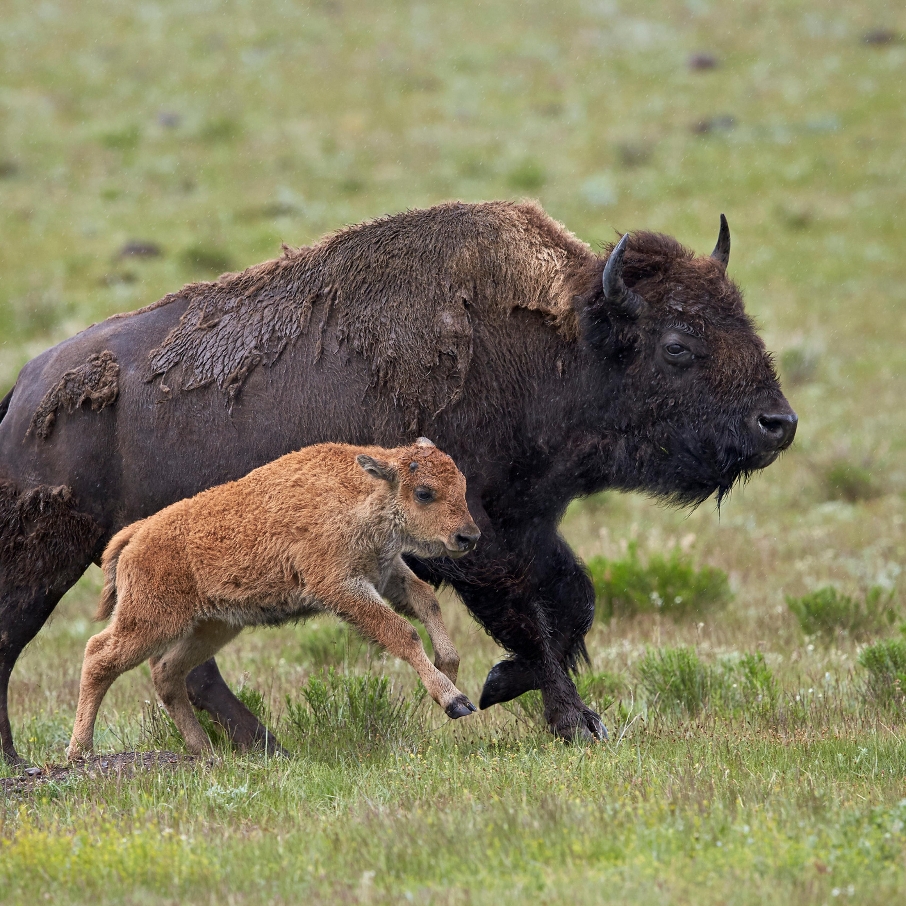 American bison Yellowstone