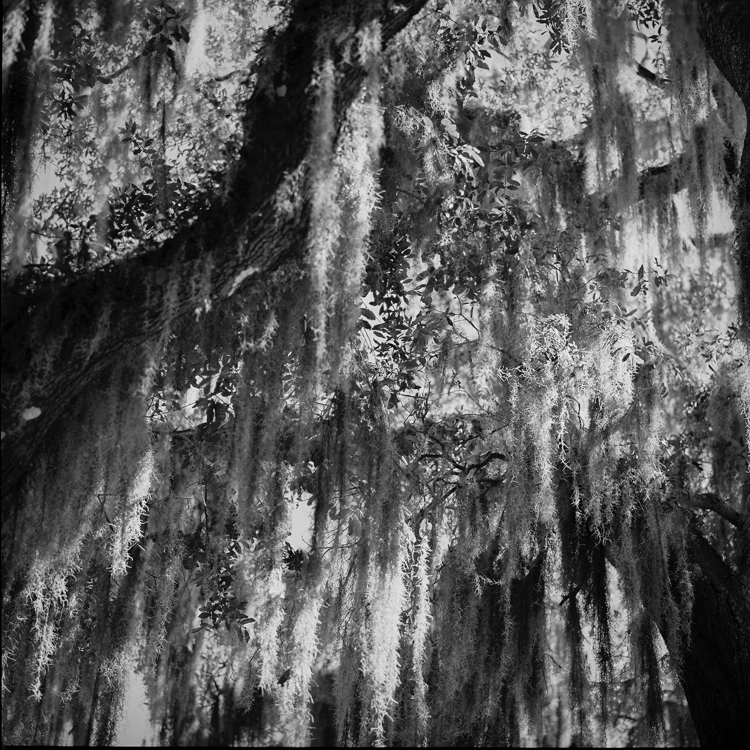 Mossy tree in Brunswick.