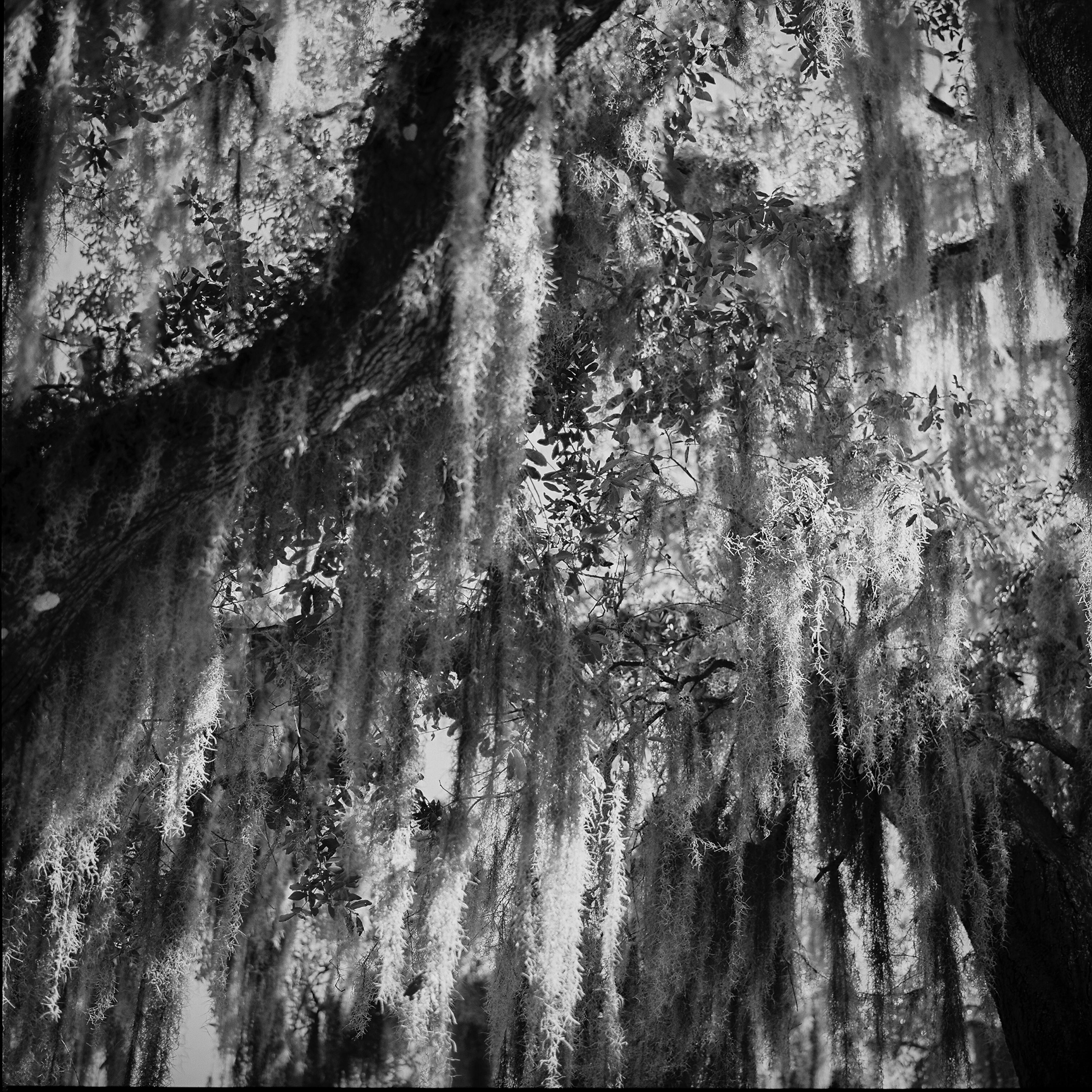Mossy tree in Brunswick.
