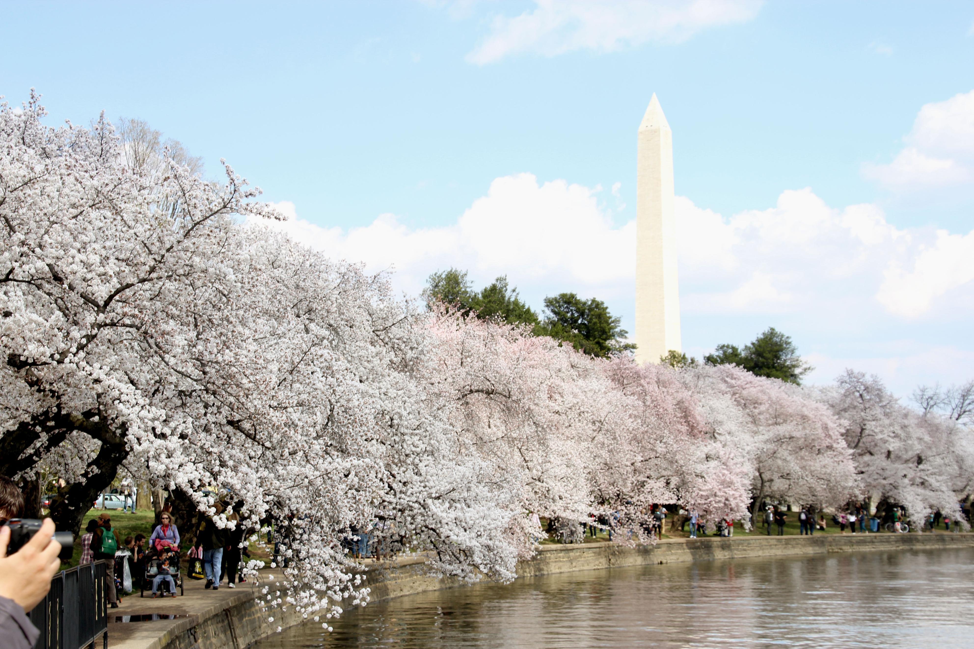 Cherry blossoms in Washington