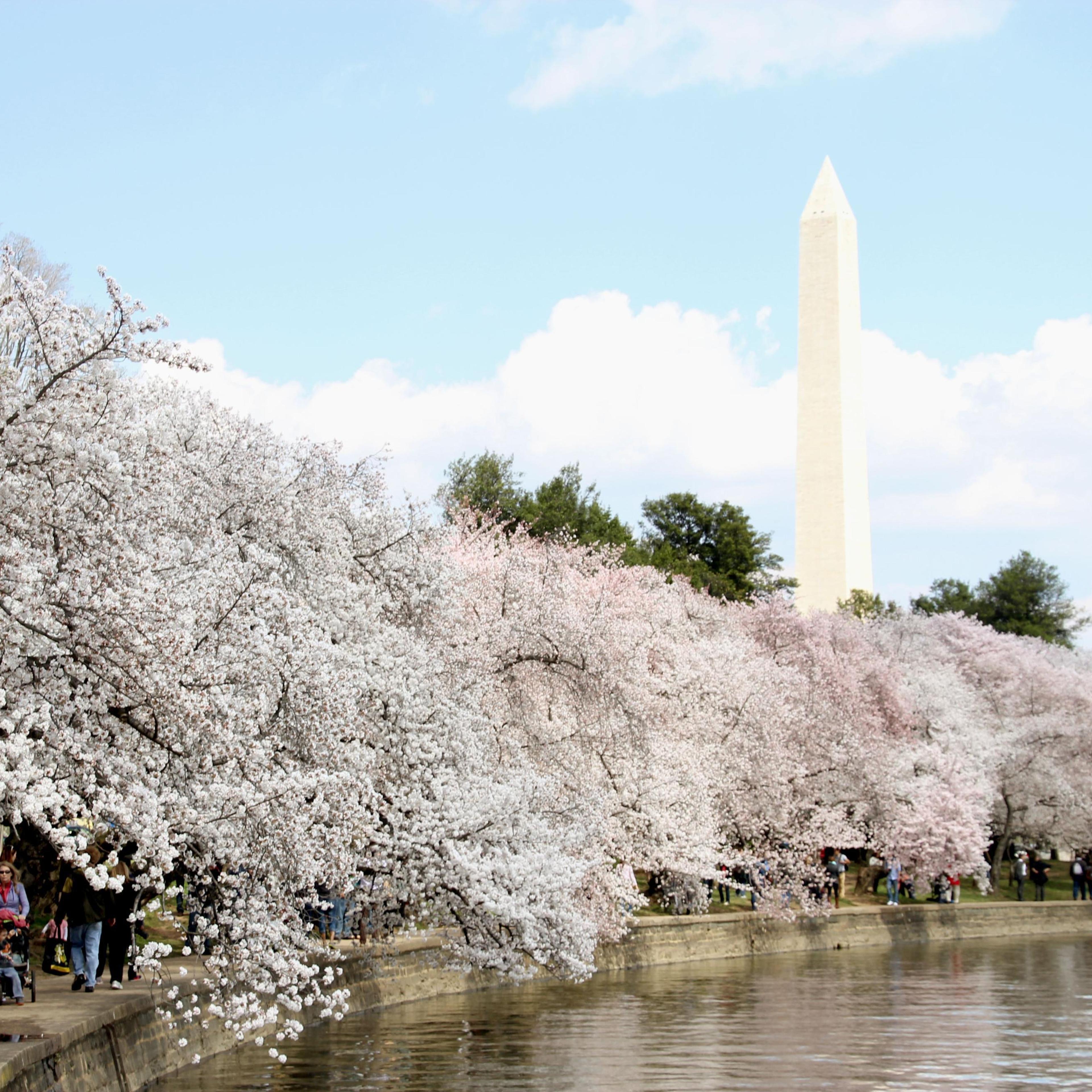 Cherry blossoms in Washington