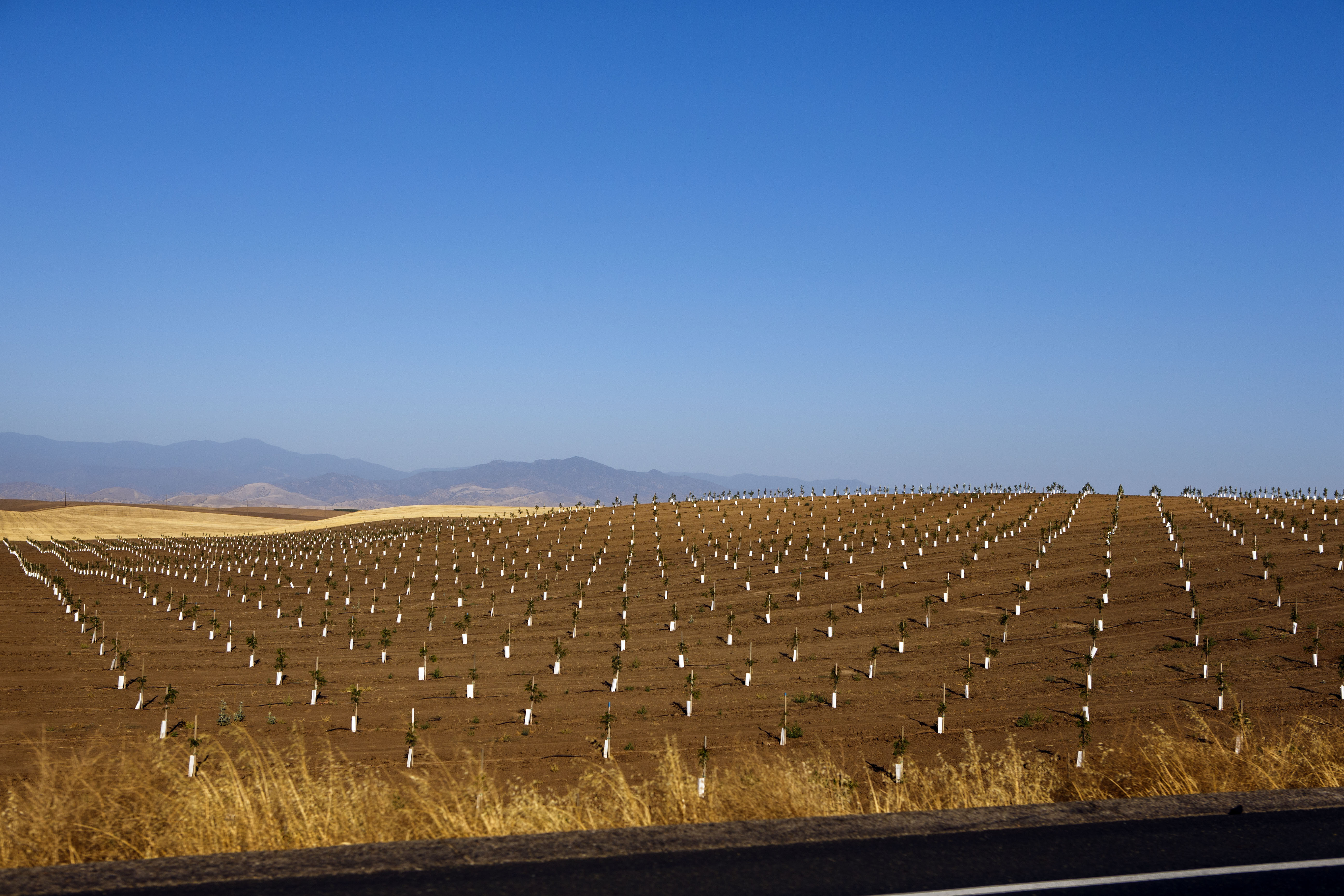 A field of recently planted crops grows off California Highway 65, near Ducor and south of Porterville during the historic California drought on June 24, 2015 near Ducor, Calif. The rural poor depend on groundwater and with farmers digging deep to water 