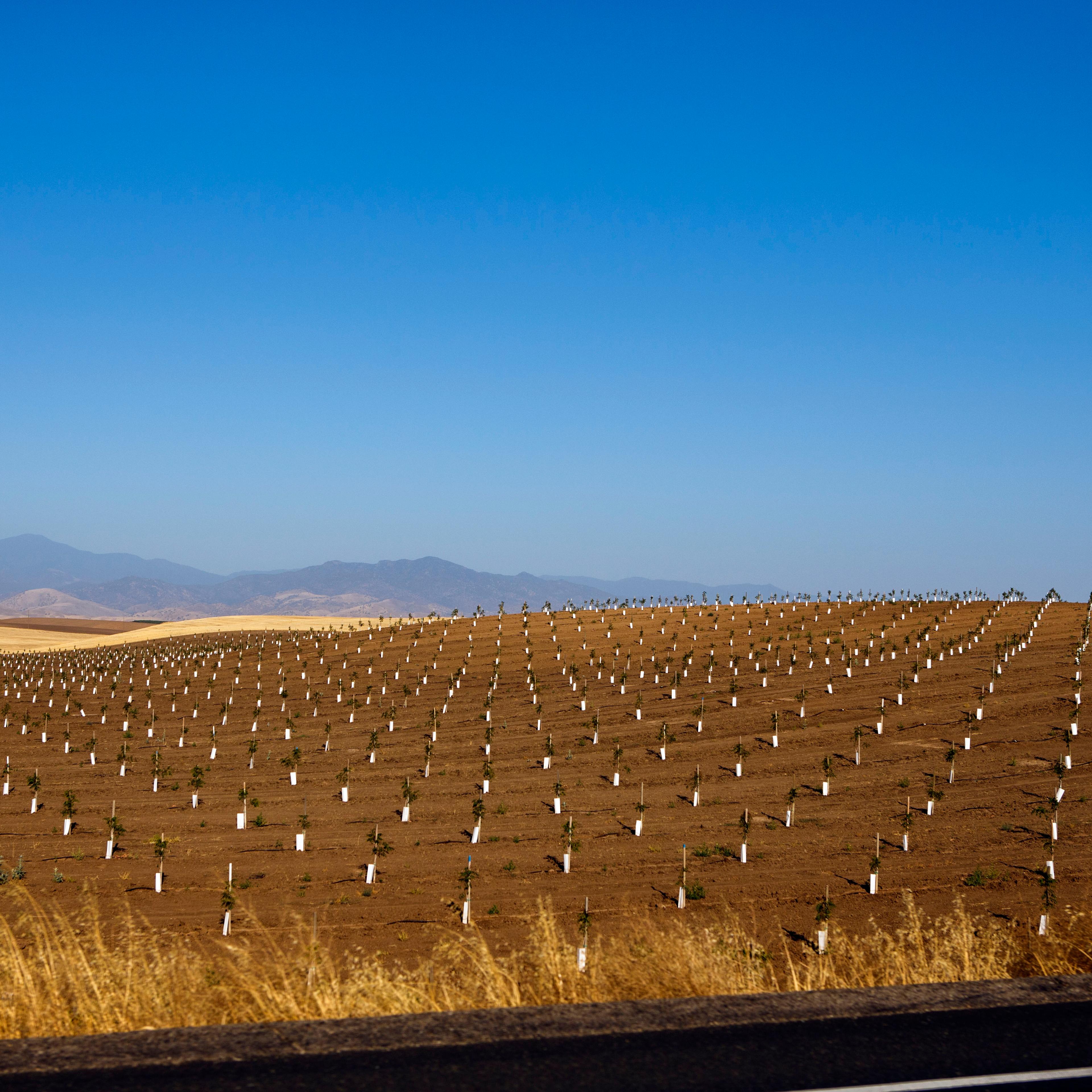 A field of recently planted crops grows off California Highway 65, near Ducor and south of Porterville during the historic California drought on June 24, 2015 near Ducor, Calif. The rural poor depend on groundwater and with farmers digging deep to water