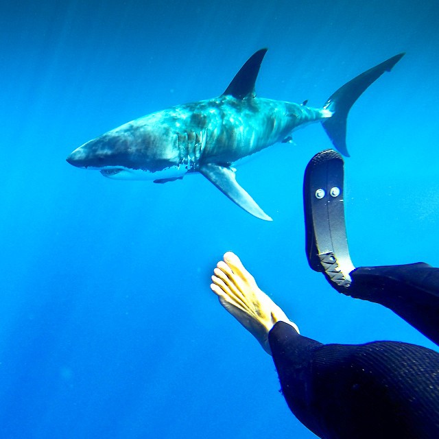 Mike Coots “hangs out” with a great white. As he is frequently asked if he is afraid to go back to the water after the attack, Coots has no doubt: “I am positive I was attacked as mistaken identity and the last couple of days [swimming with the sharks] really reiterated the point. Humans are not sharks' prey.”